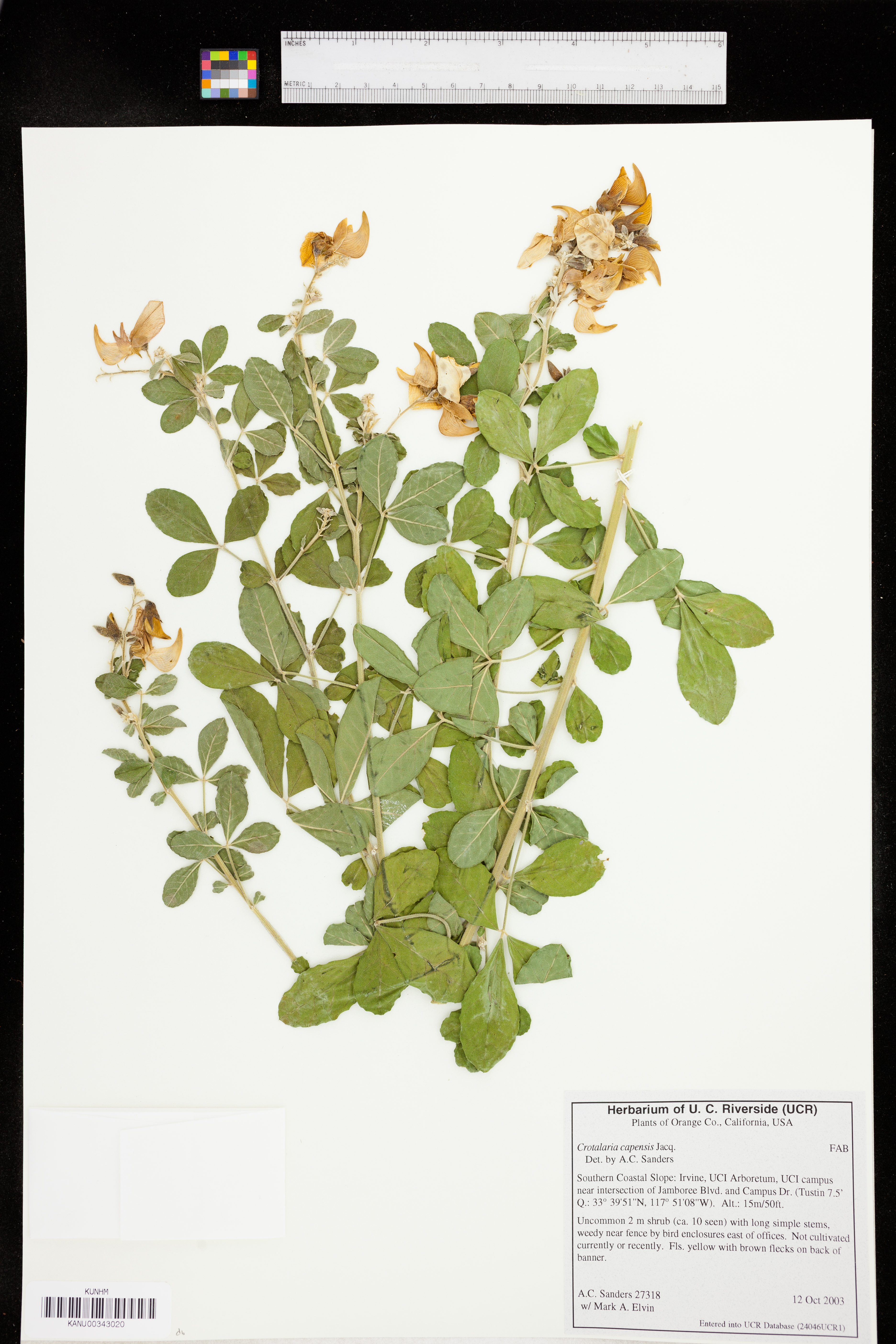 Crotalaria capensis image