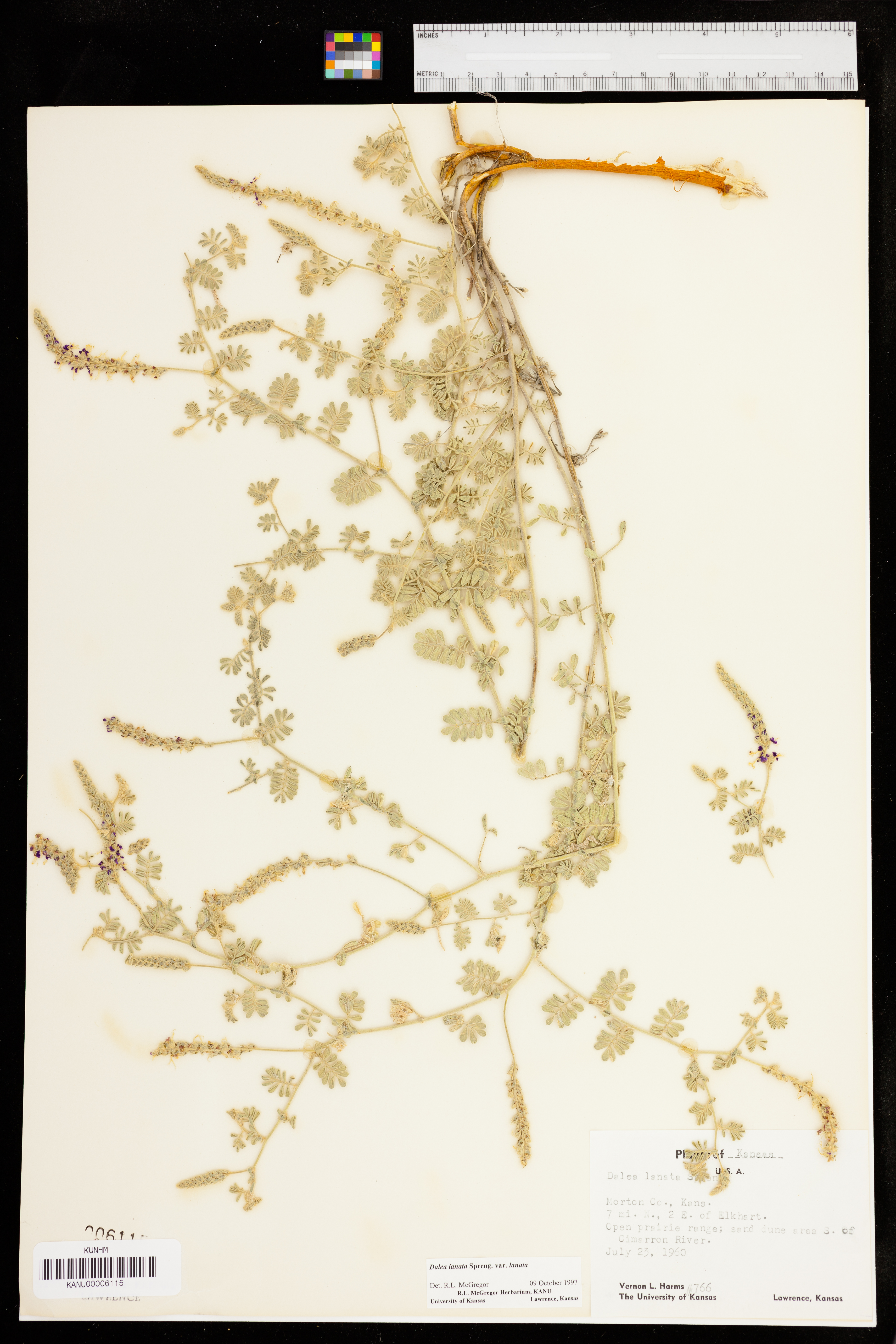 Dalea lanata var. lanata image