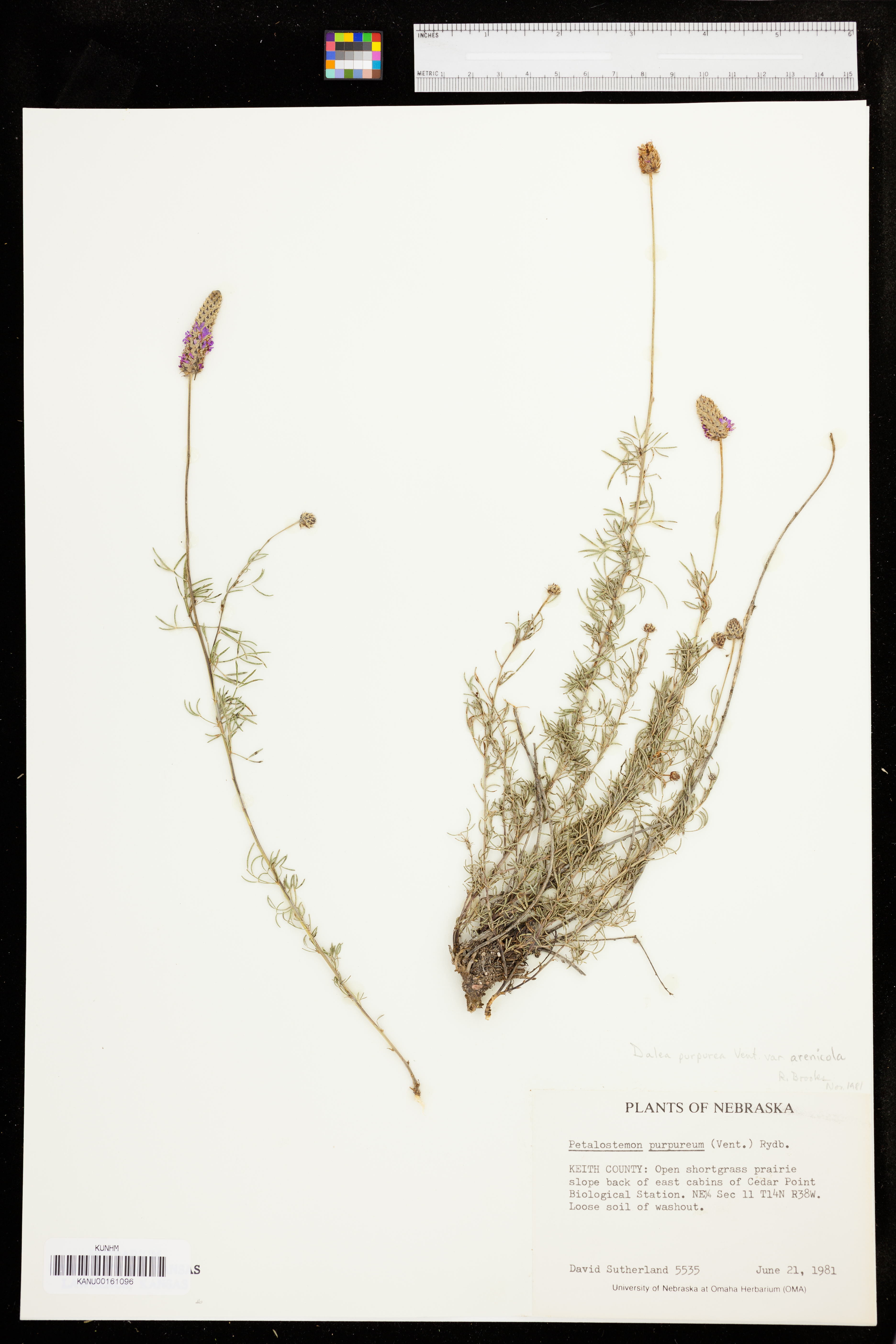 Dalea purpurea var. arenicola image