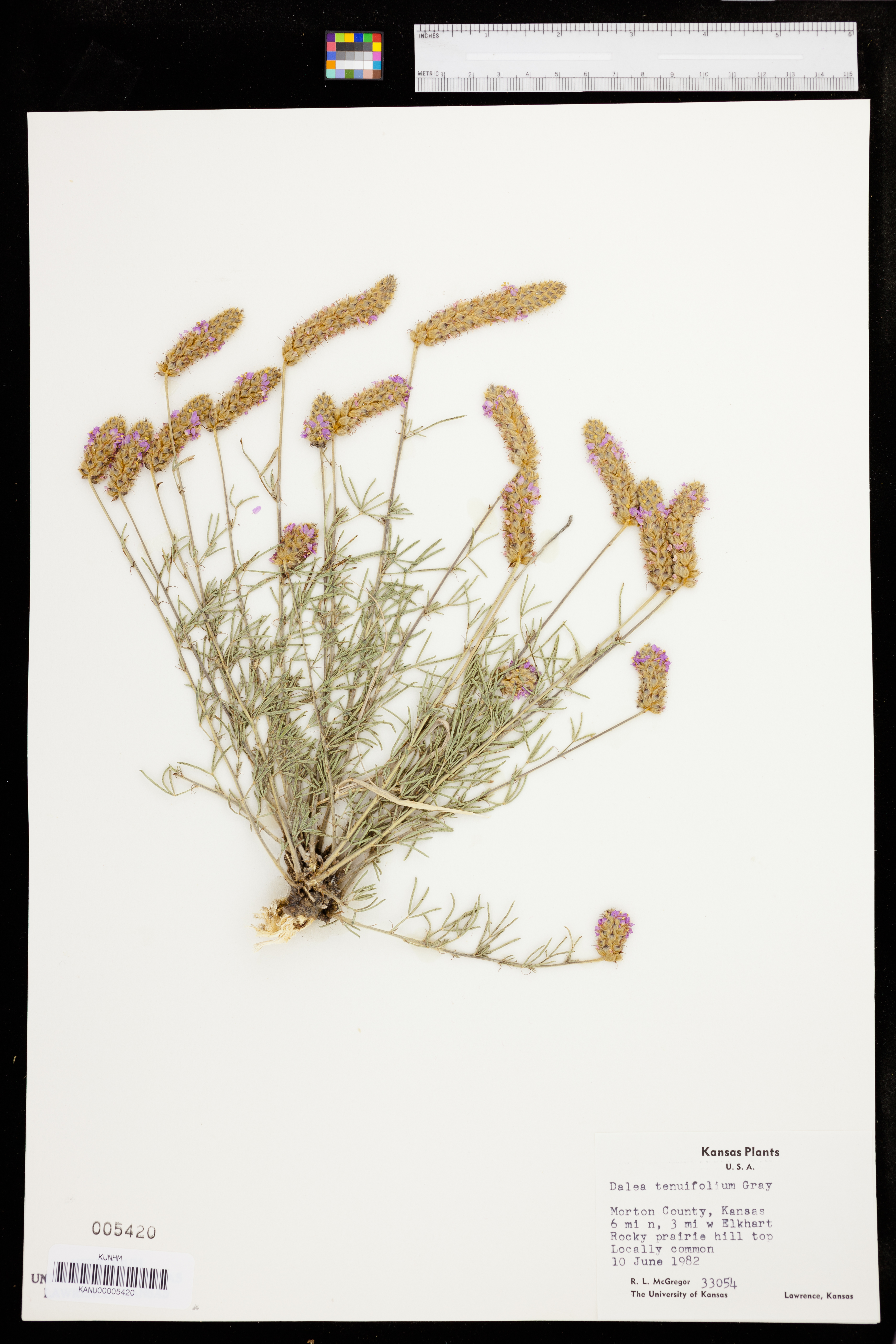 Dalea tenuifolia image