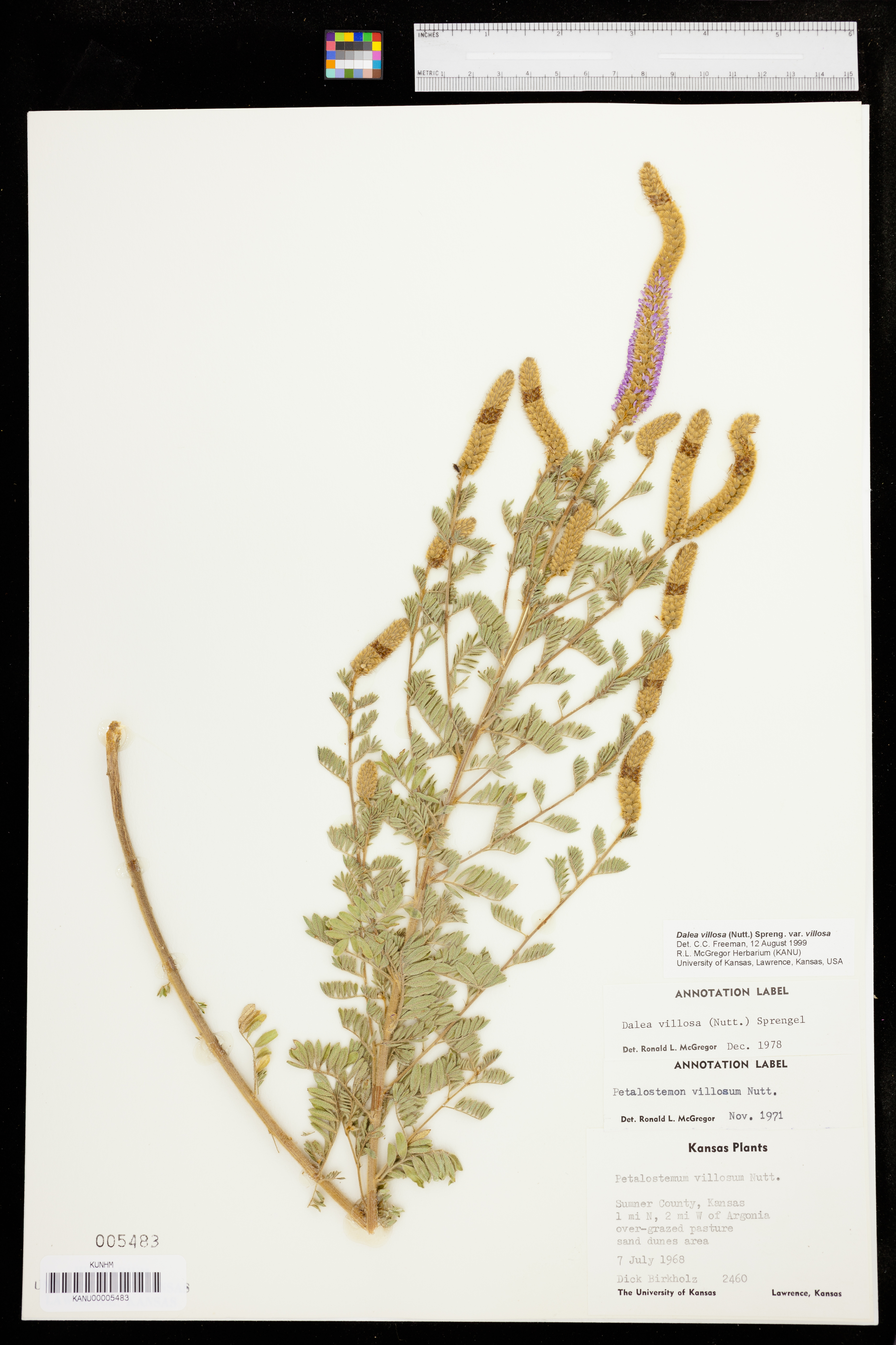 Dalea villosa var. villosa image