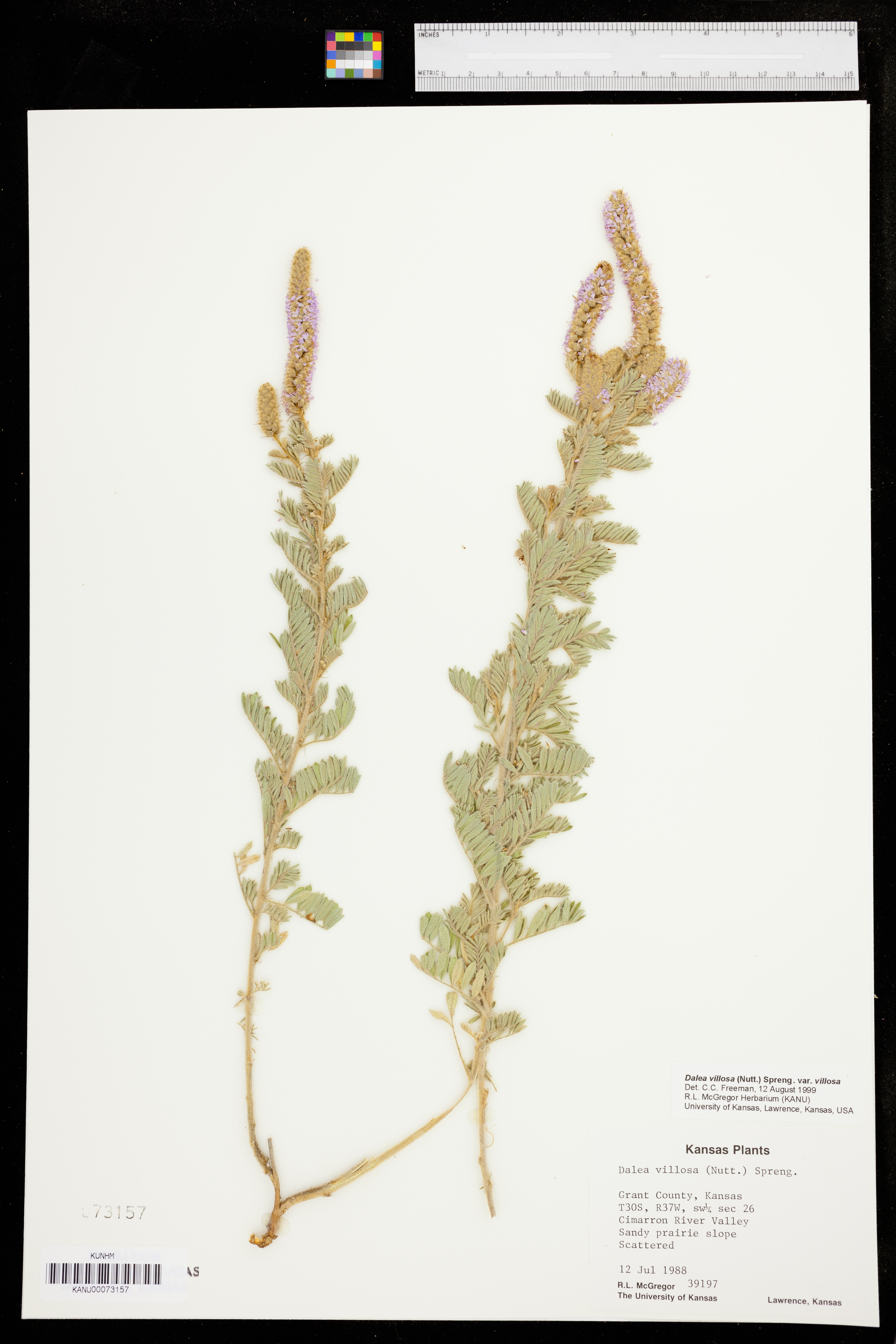 Dalea villosa var. villosa image