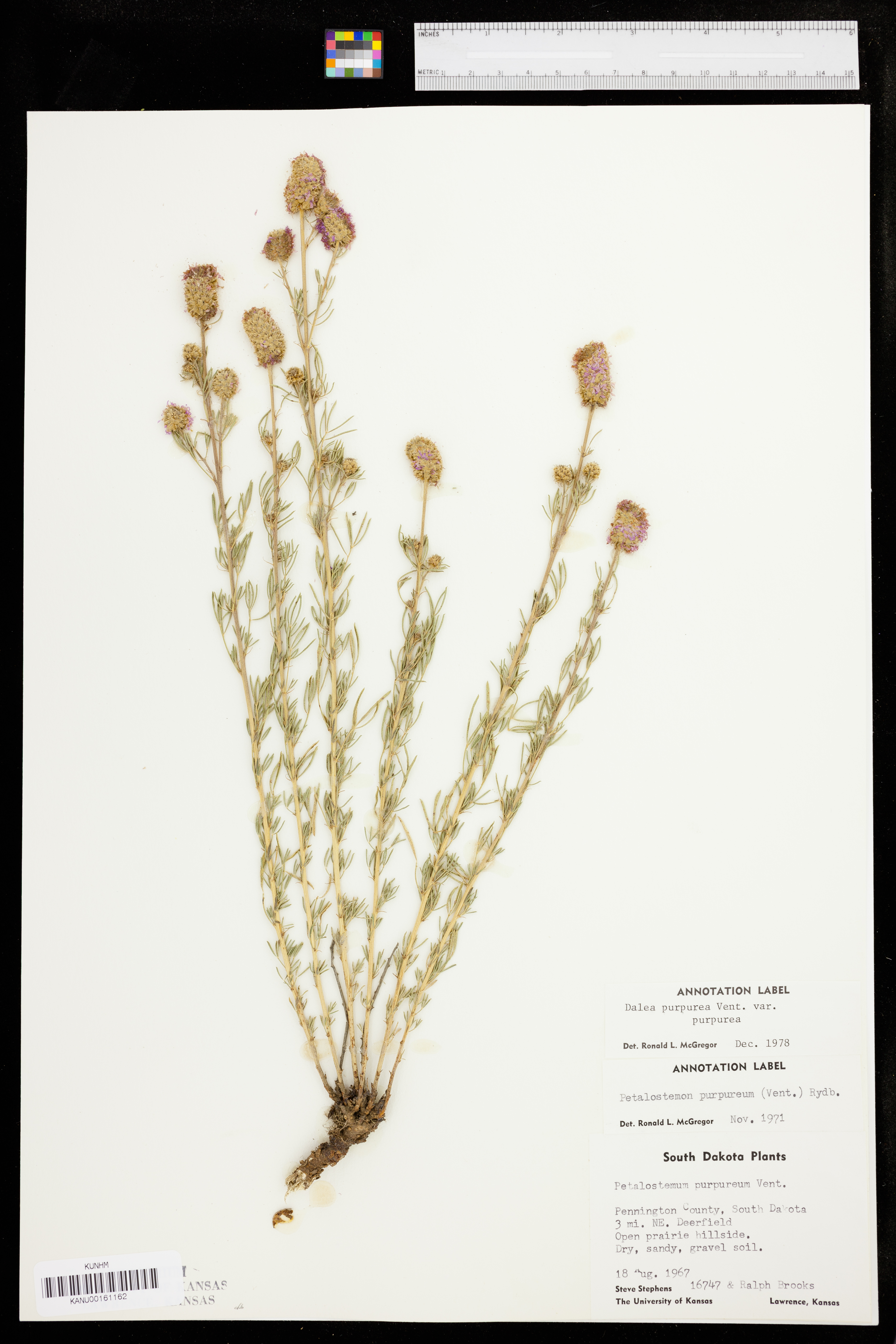 Dalea purpurea var. purpurea image