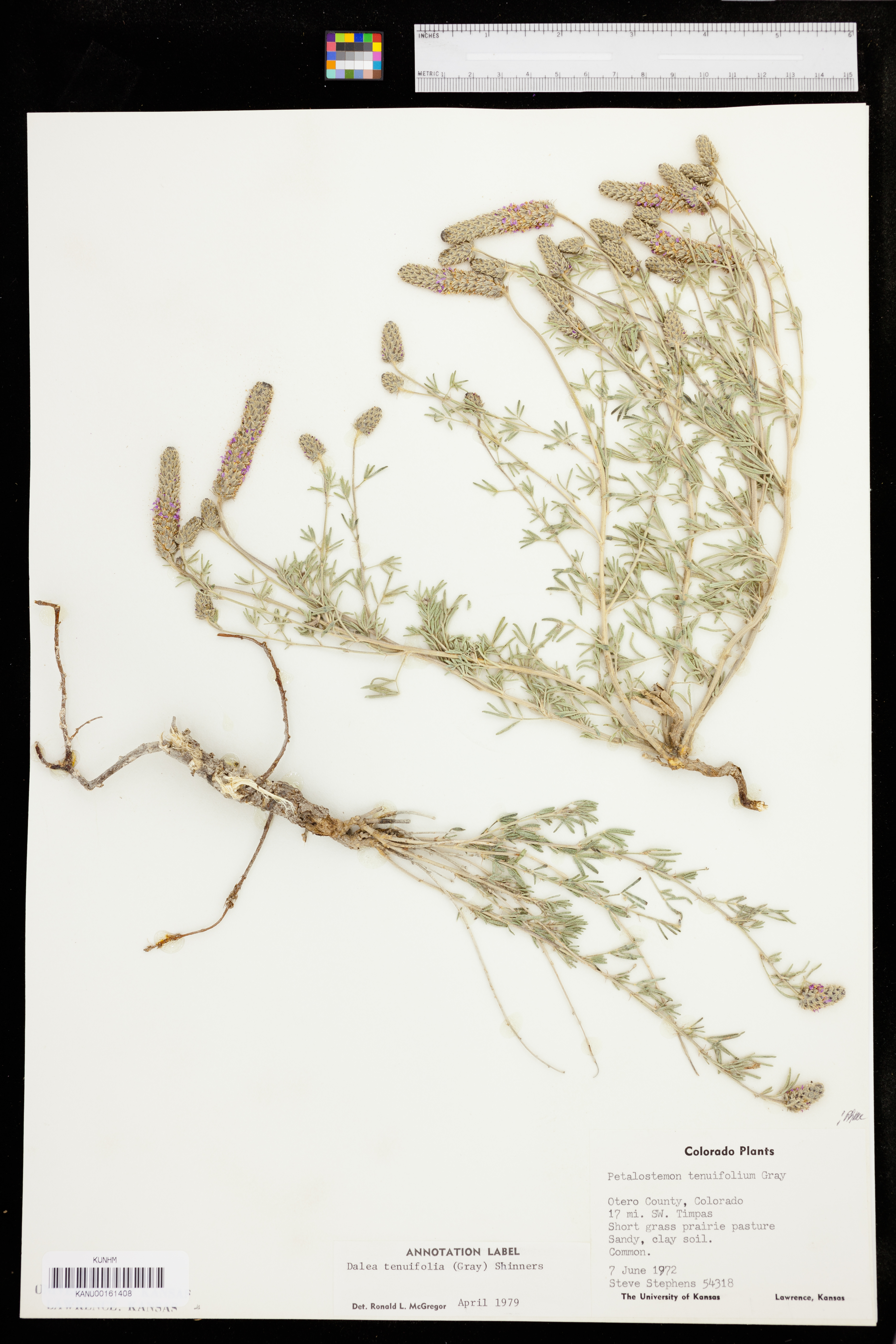 Dalea tenuifolia image