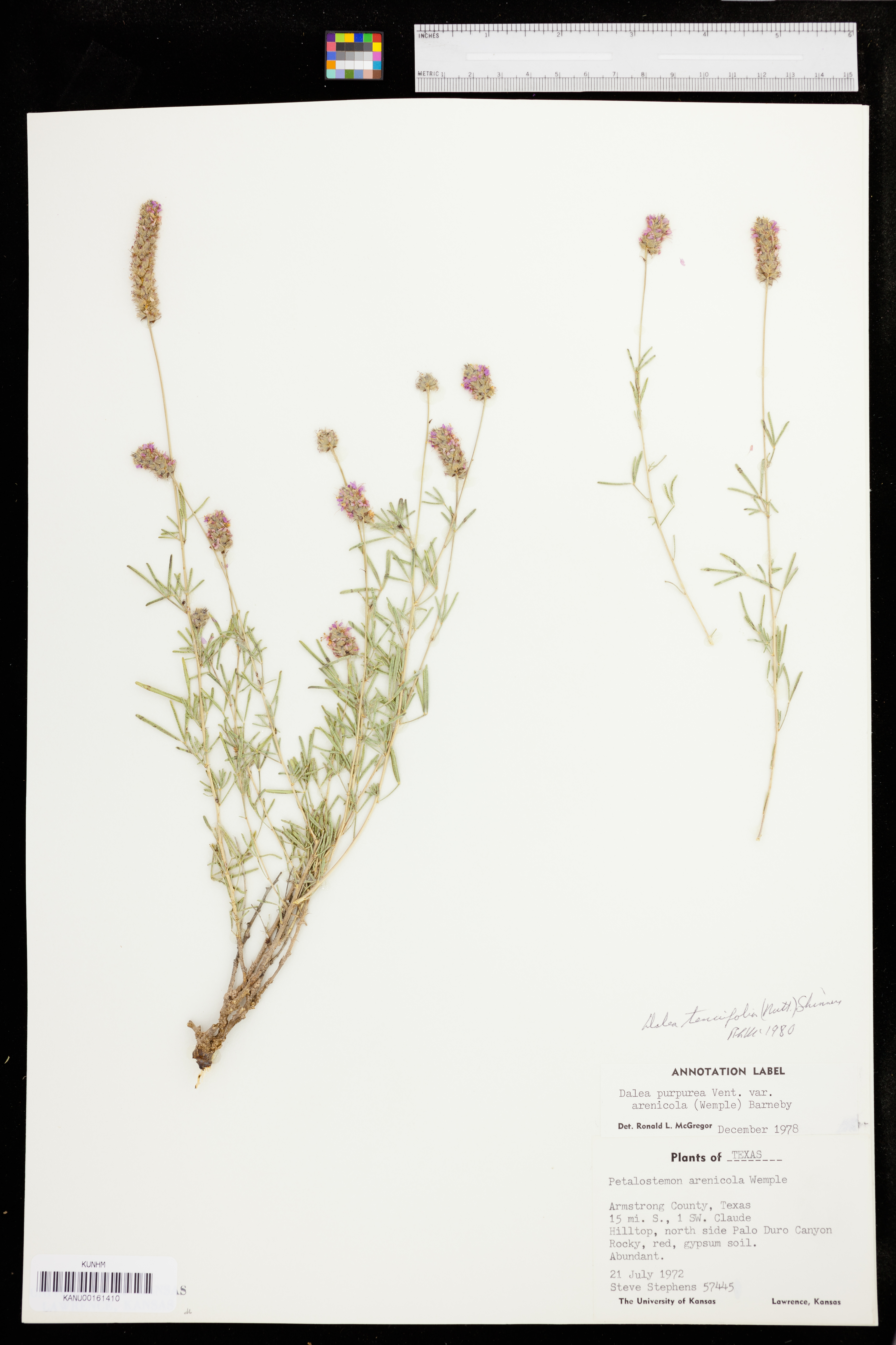 Dalea tenuifolia image