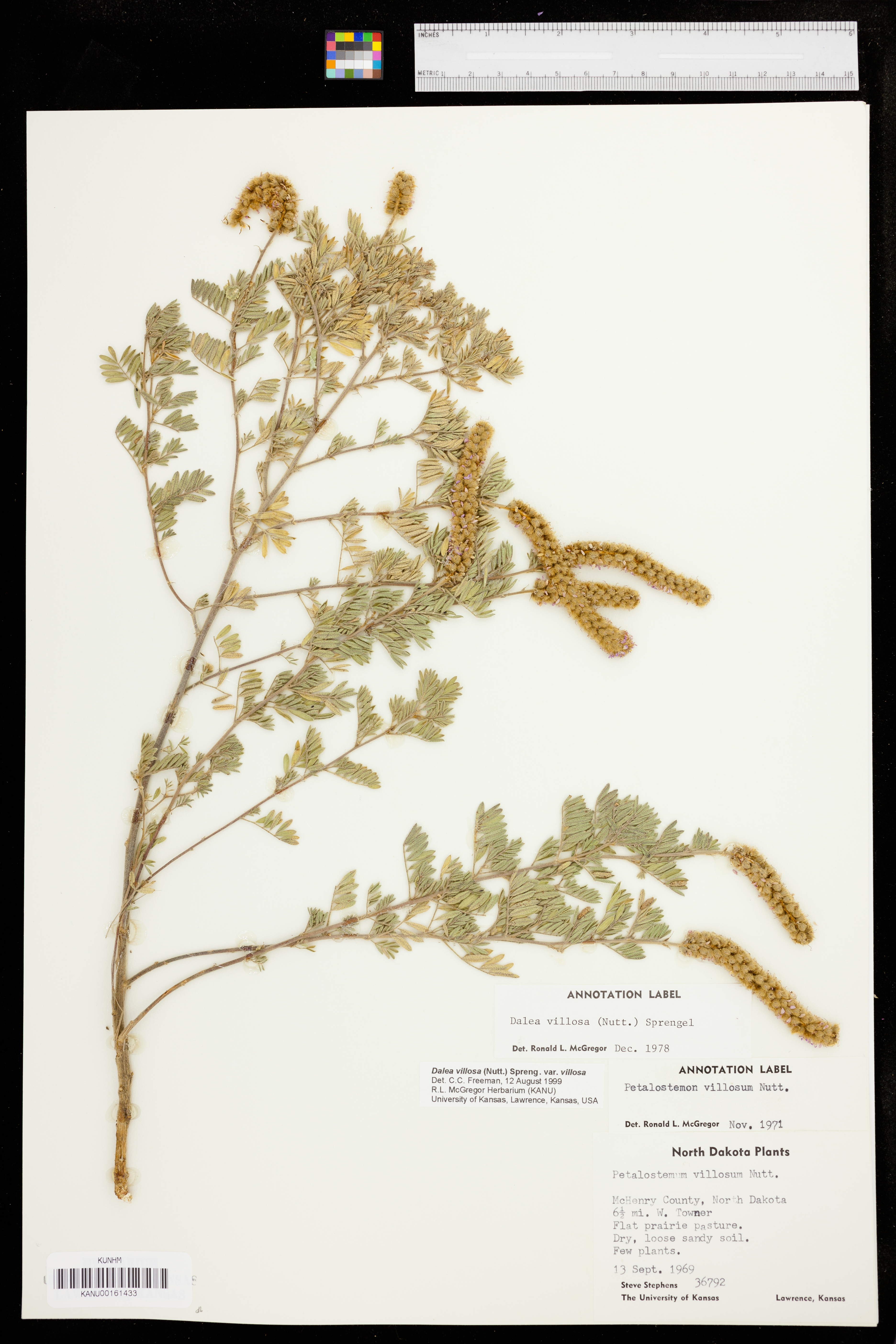 Dalea villosa image