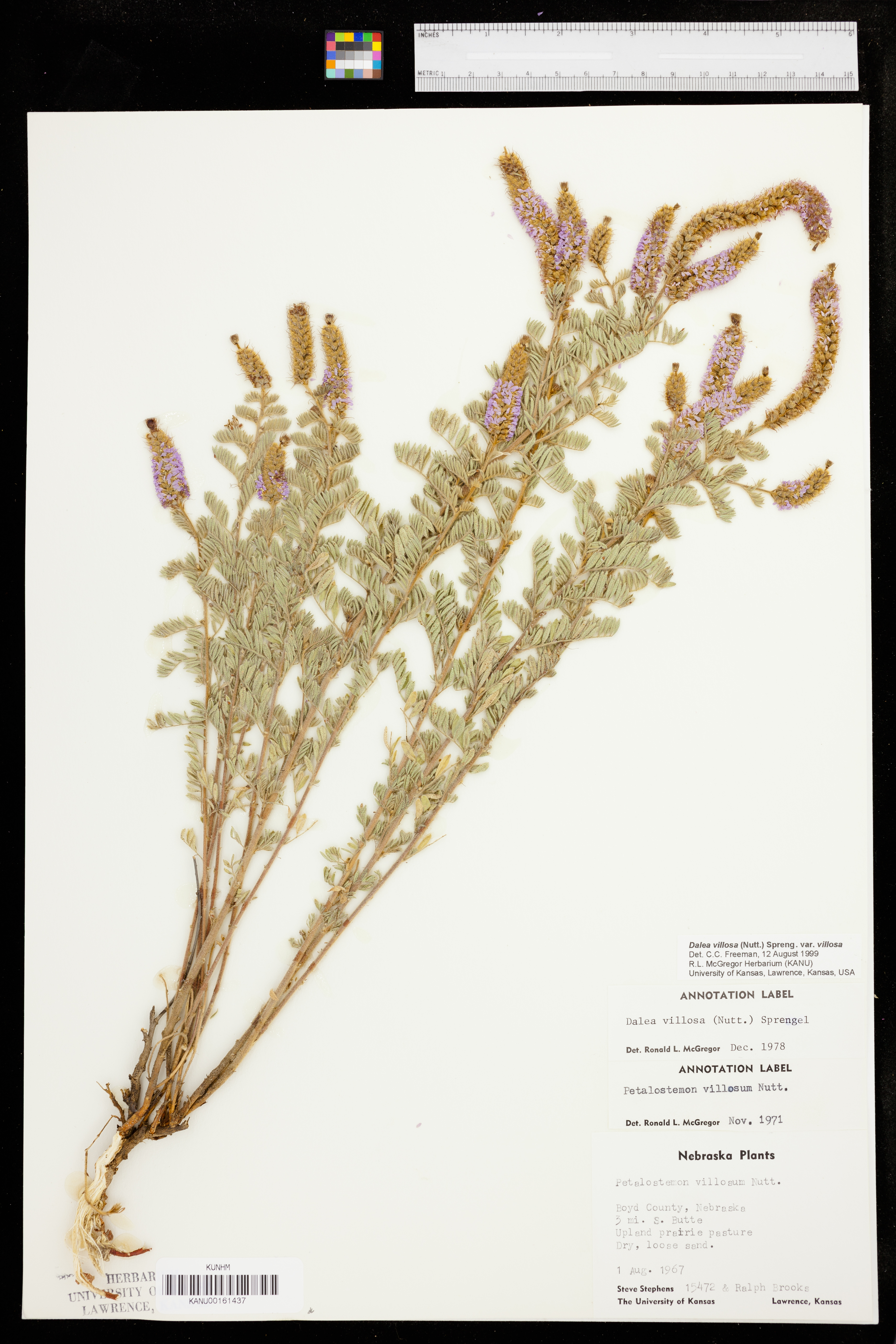 Dalea villosa image