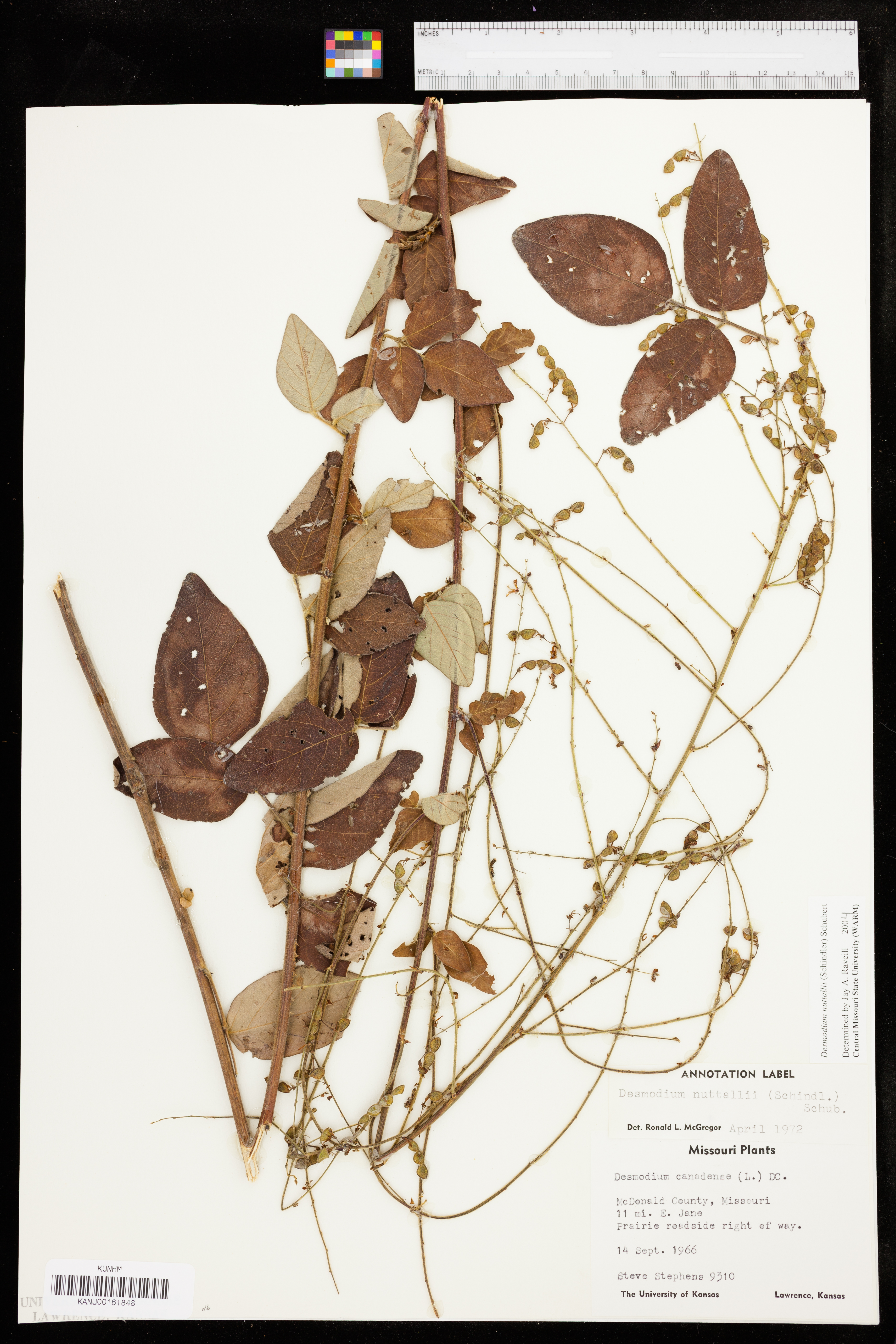 Desmodium nuttallii image