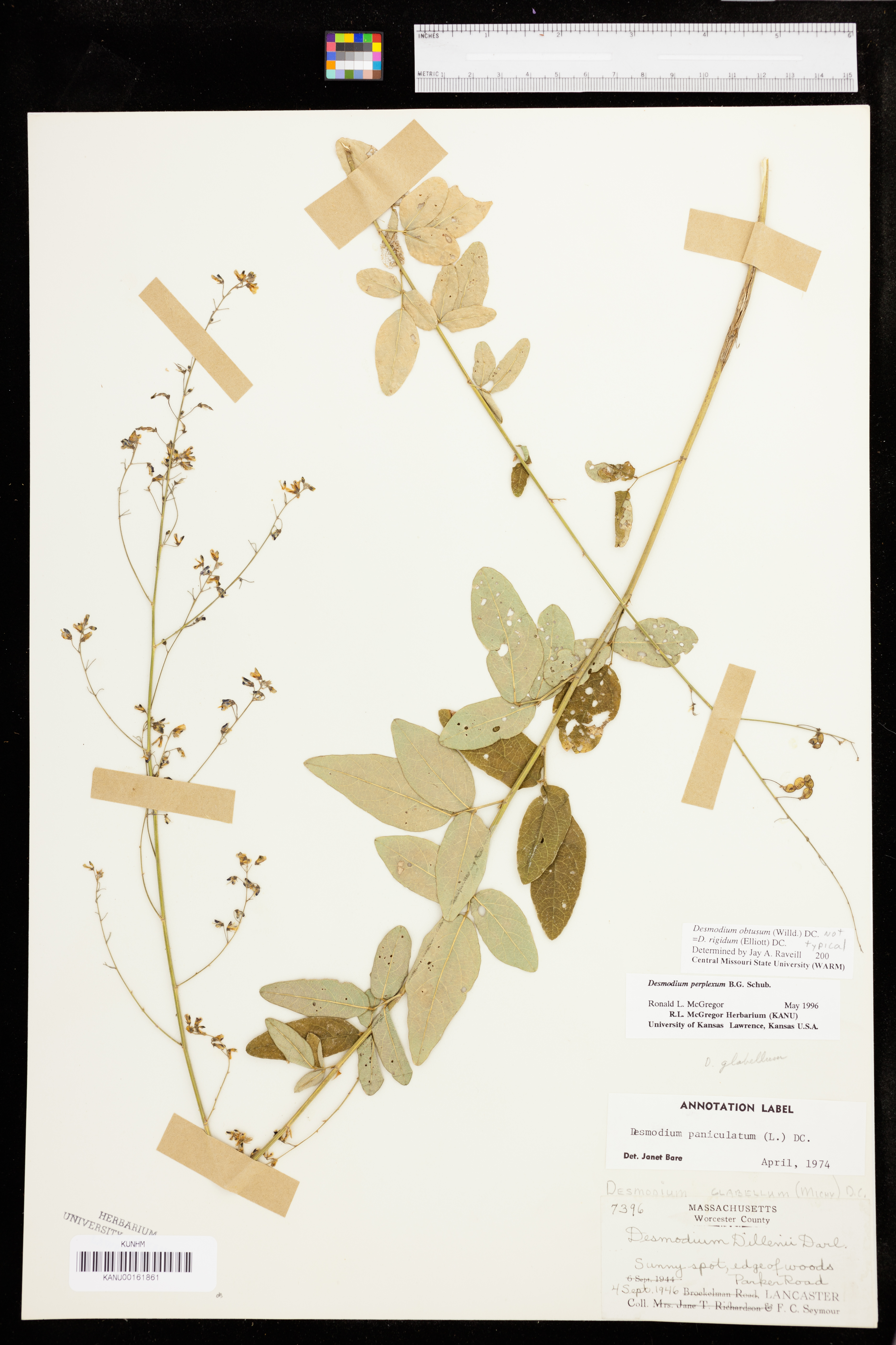 Desmodium obtusum image