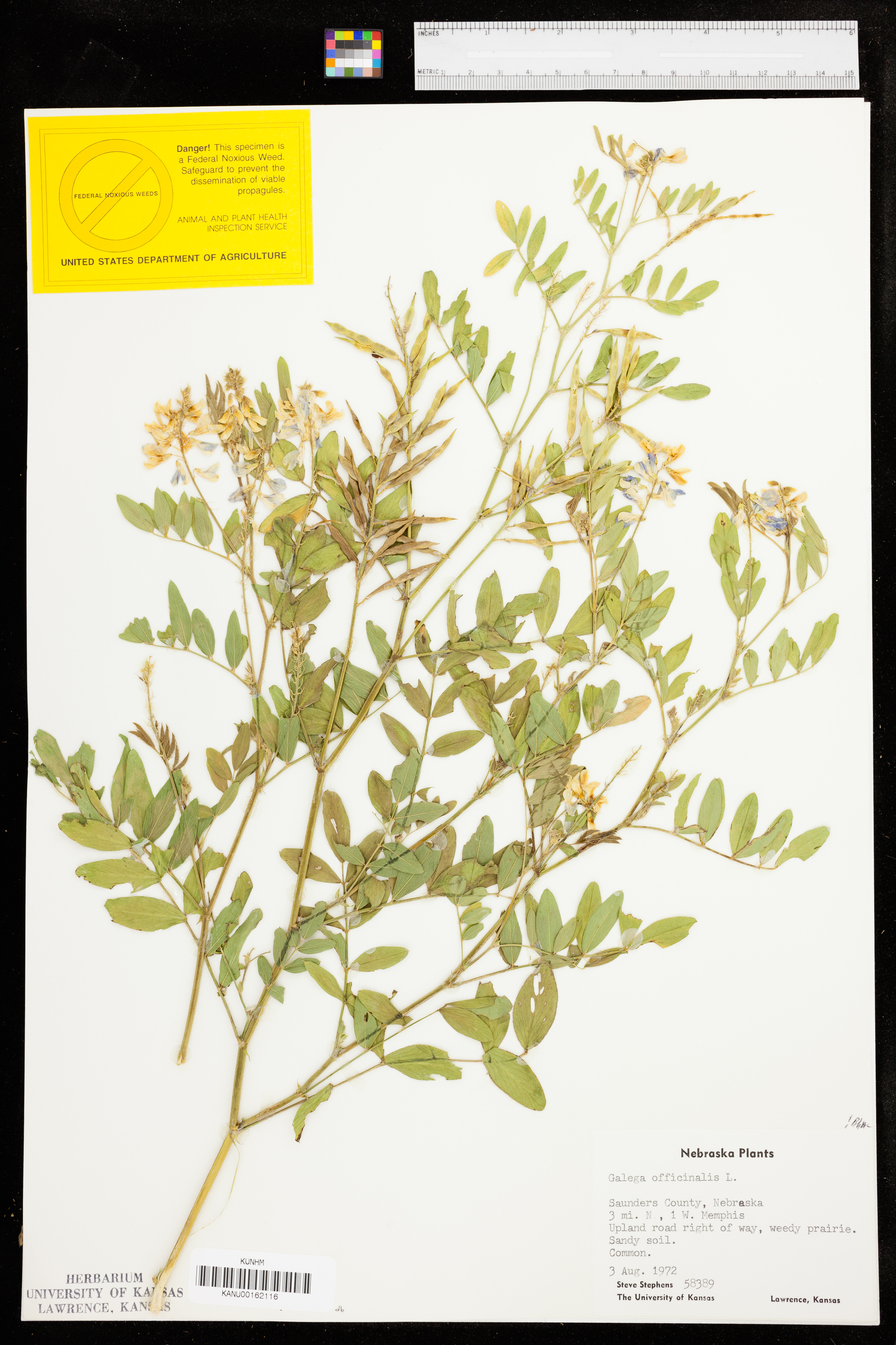 Galega officinalis image