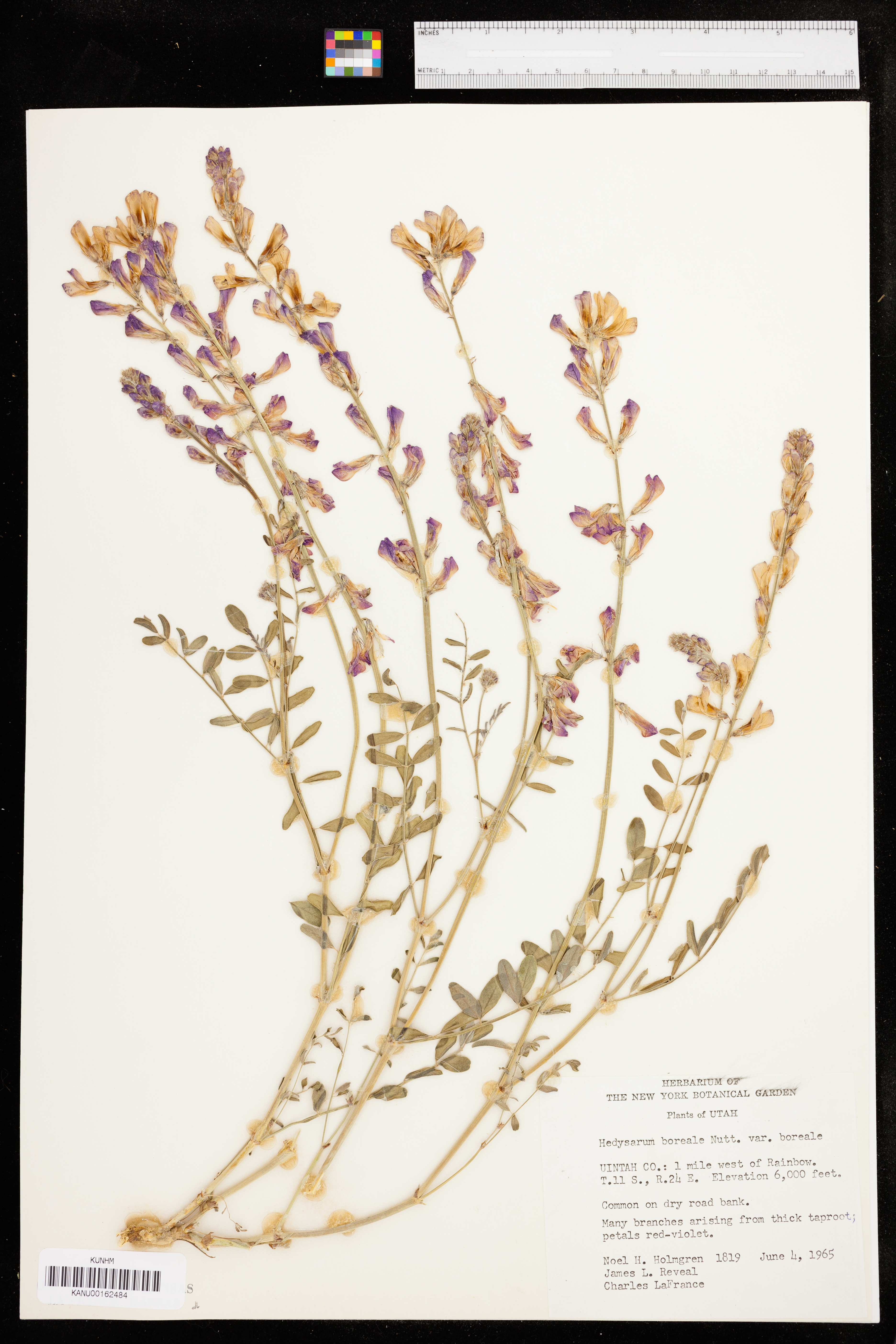 Hedysarum boreale subsp. boreale image