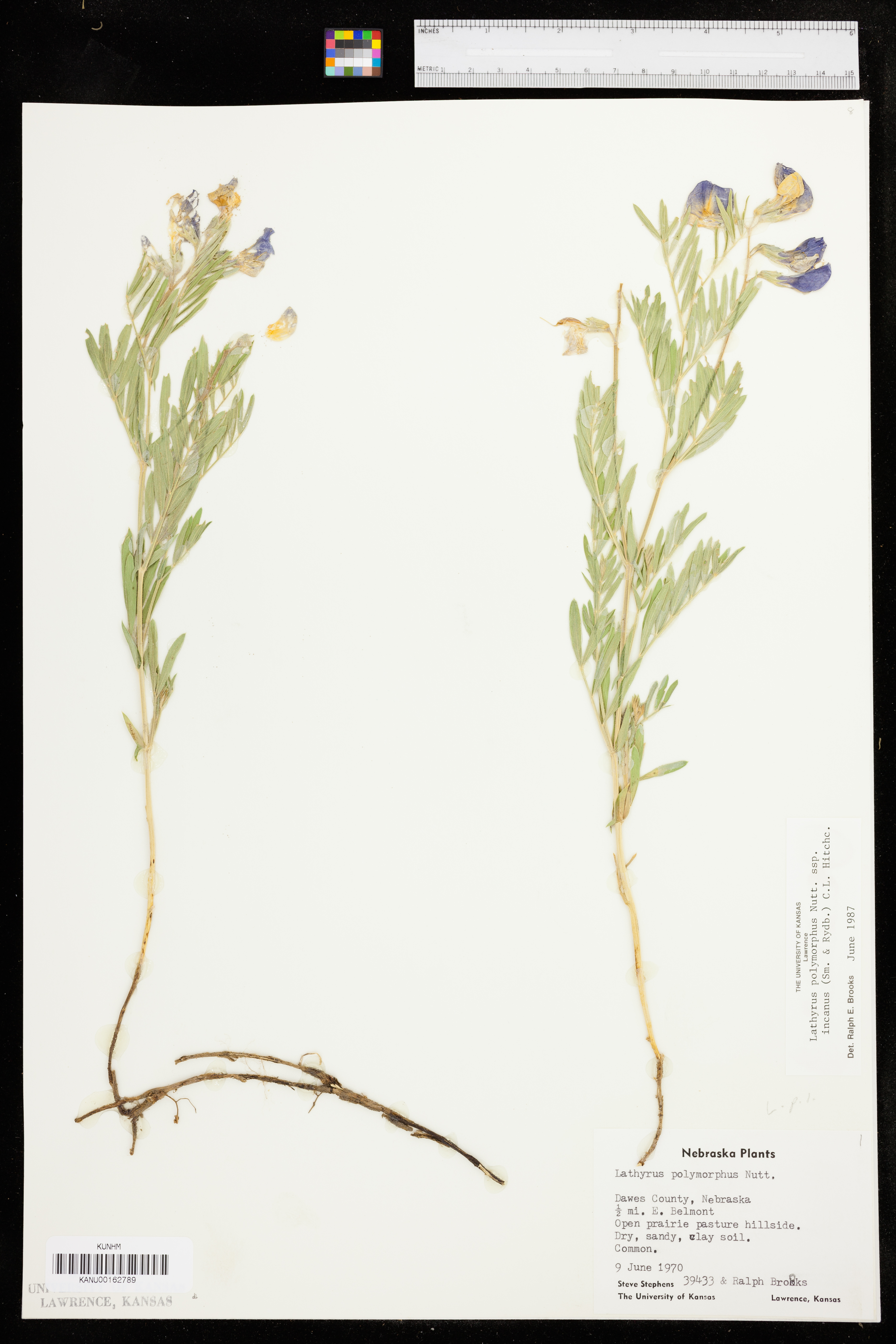 Lathyrus decaphyllus image