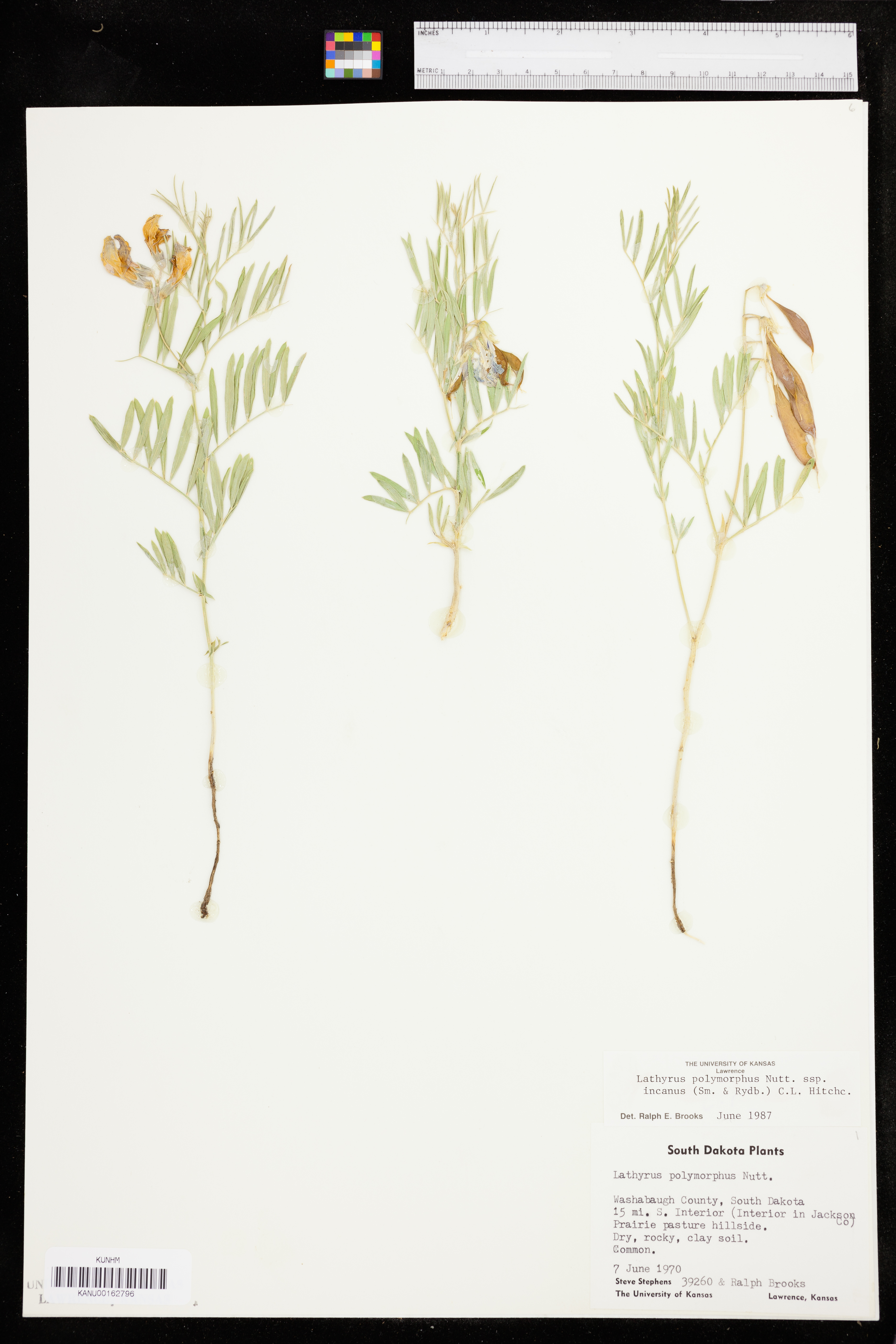 Lathyrus decaphyllus var. incanus image