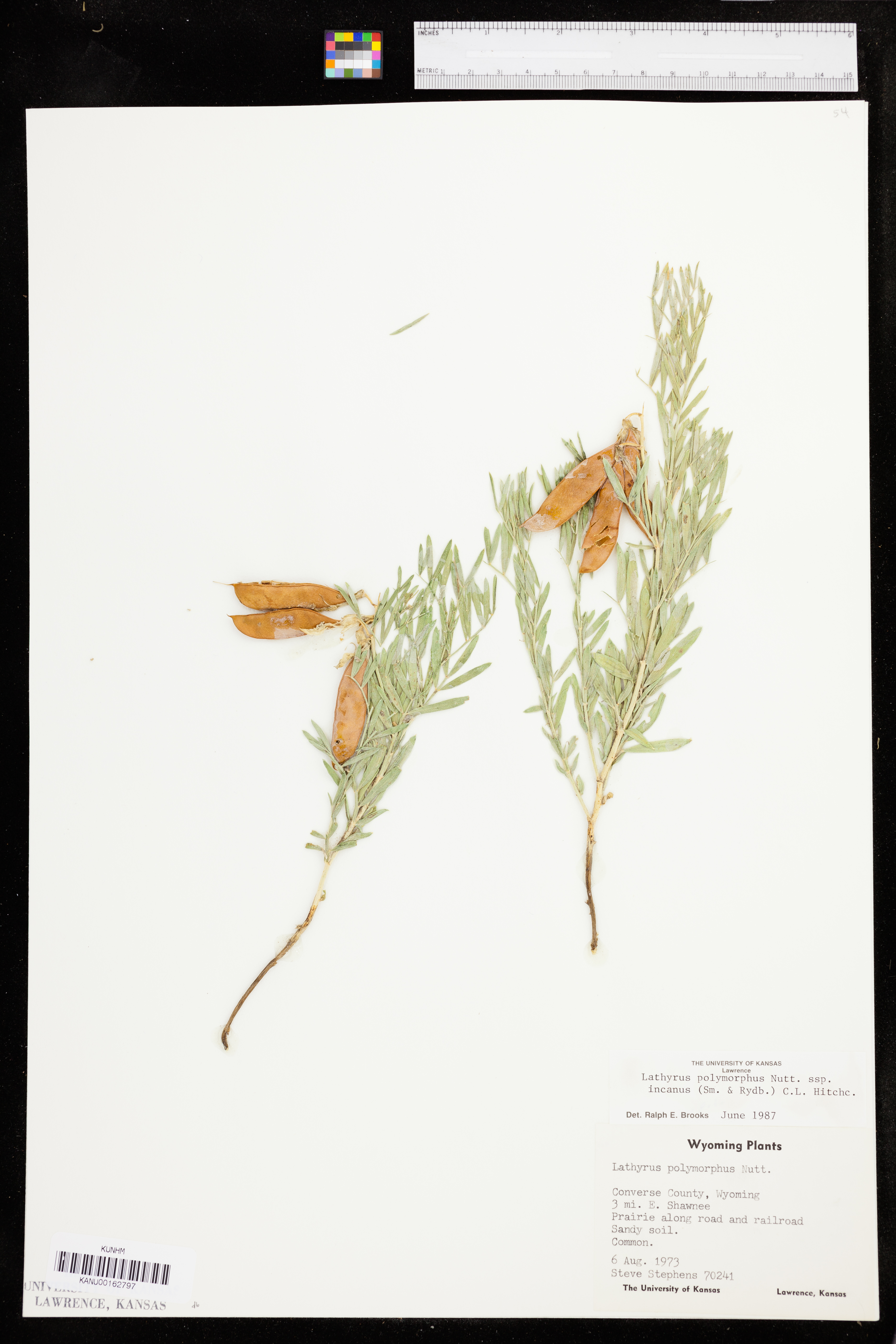 Lathyrus decaphyllus image