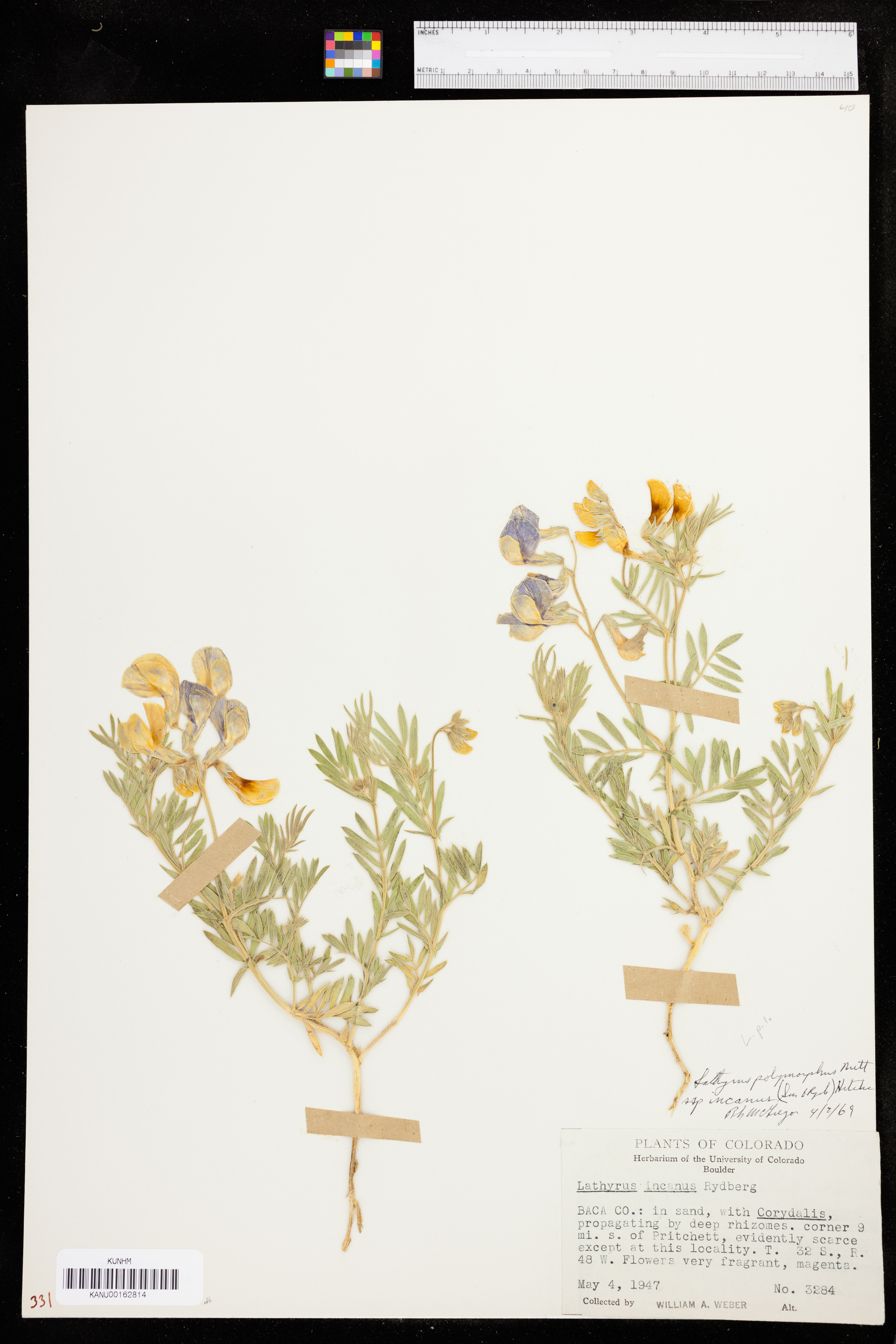 Lathyrus decaphyllus image