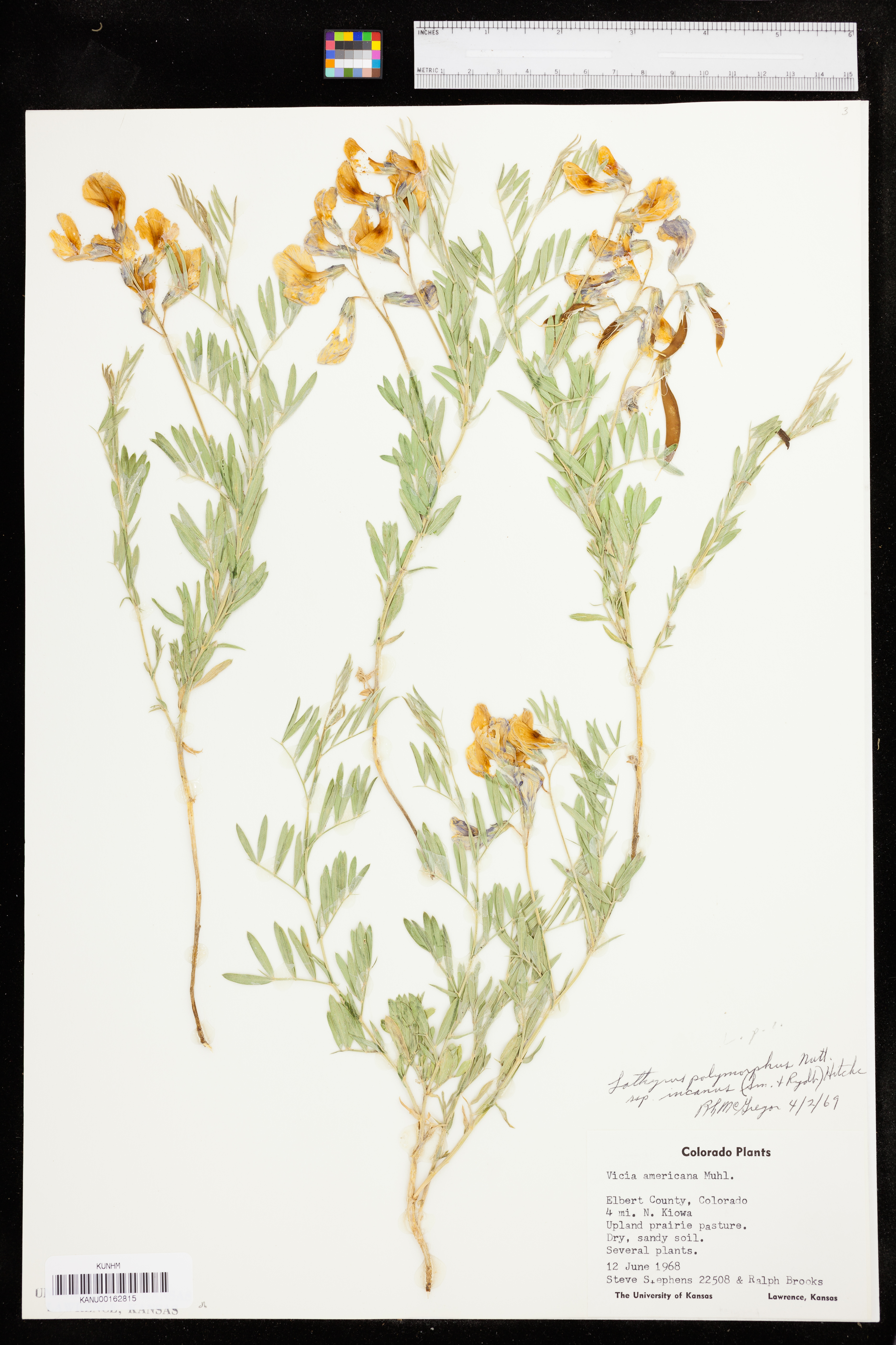 Lathyrus decaphyllus var. incanus image