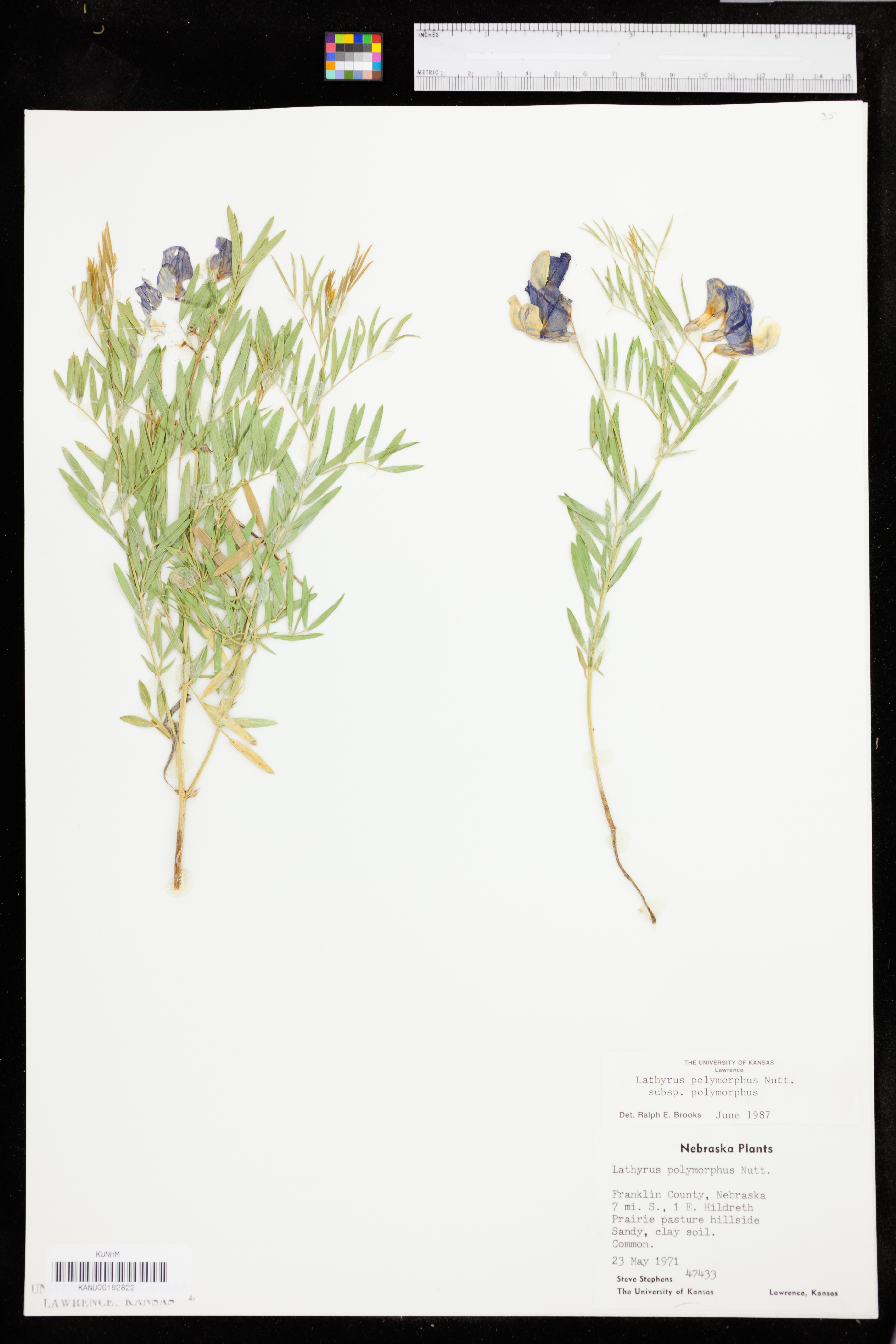 Lathyrus decaphyllus image