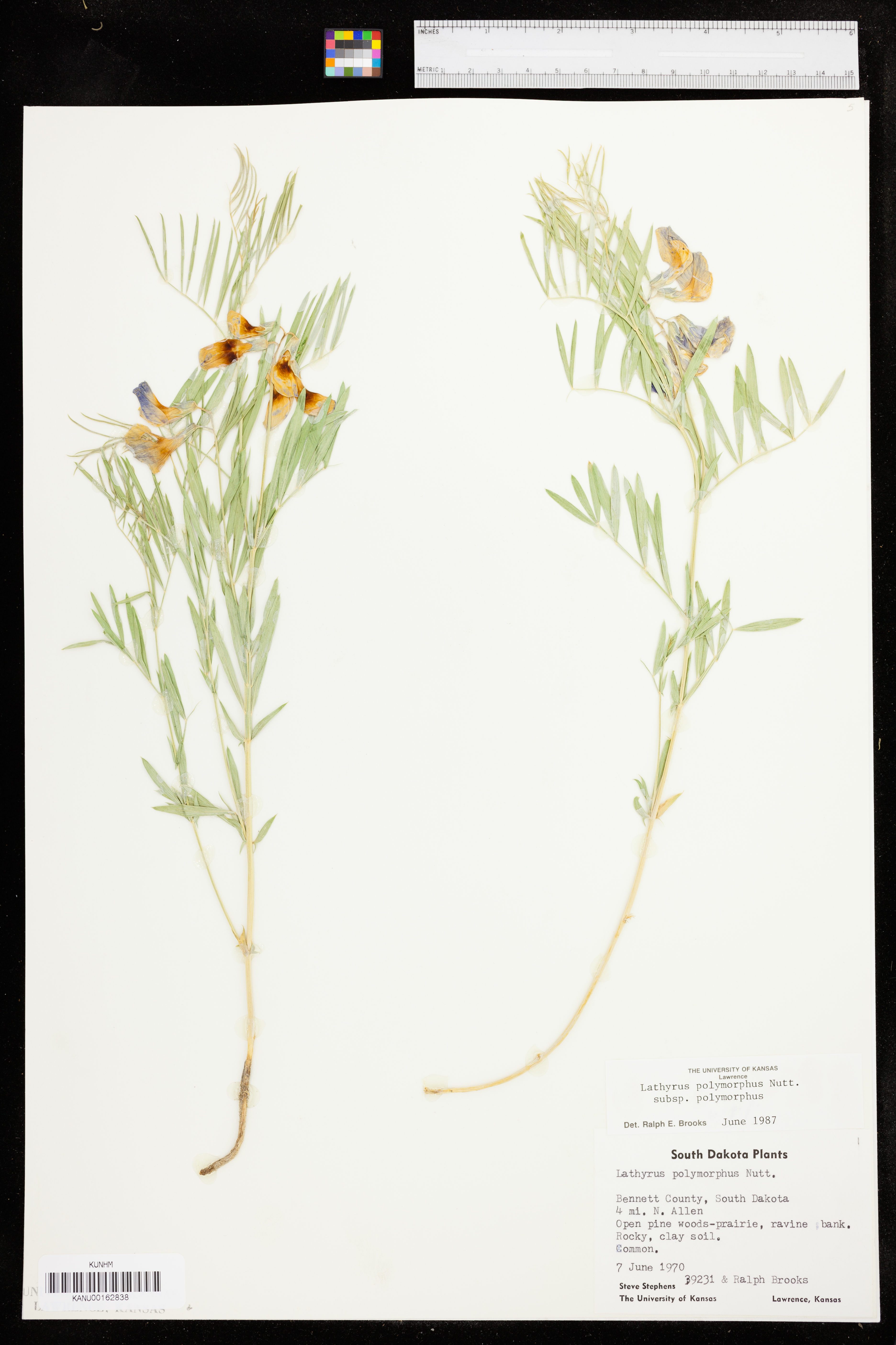 Lathyrus decaphyllus image