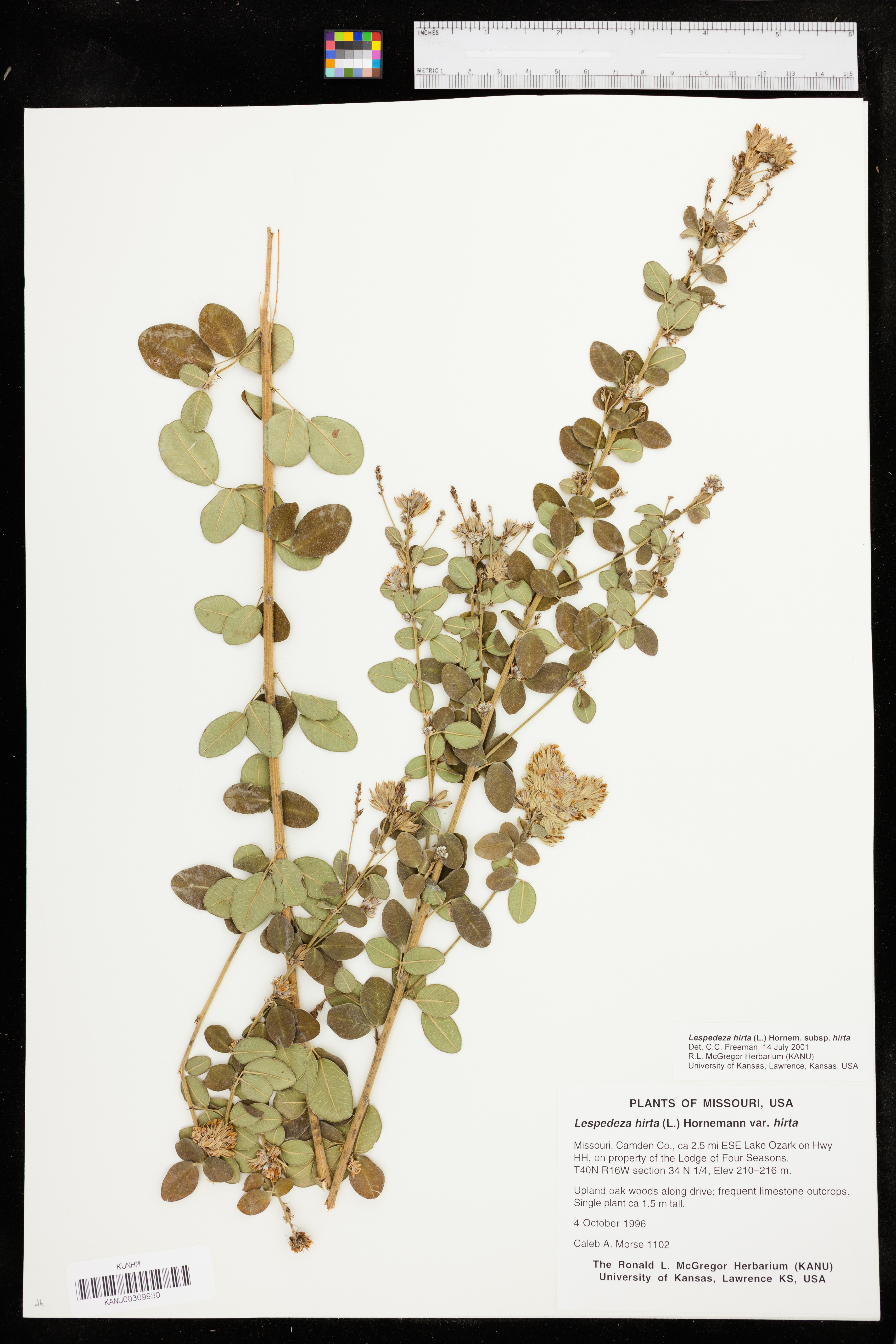 Lespedeza hirta subsp. hirta image