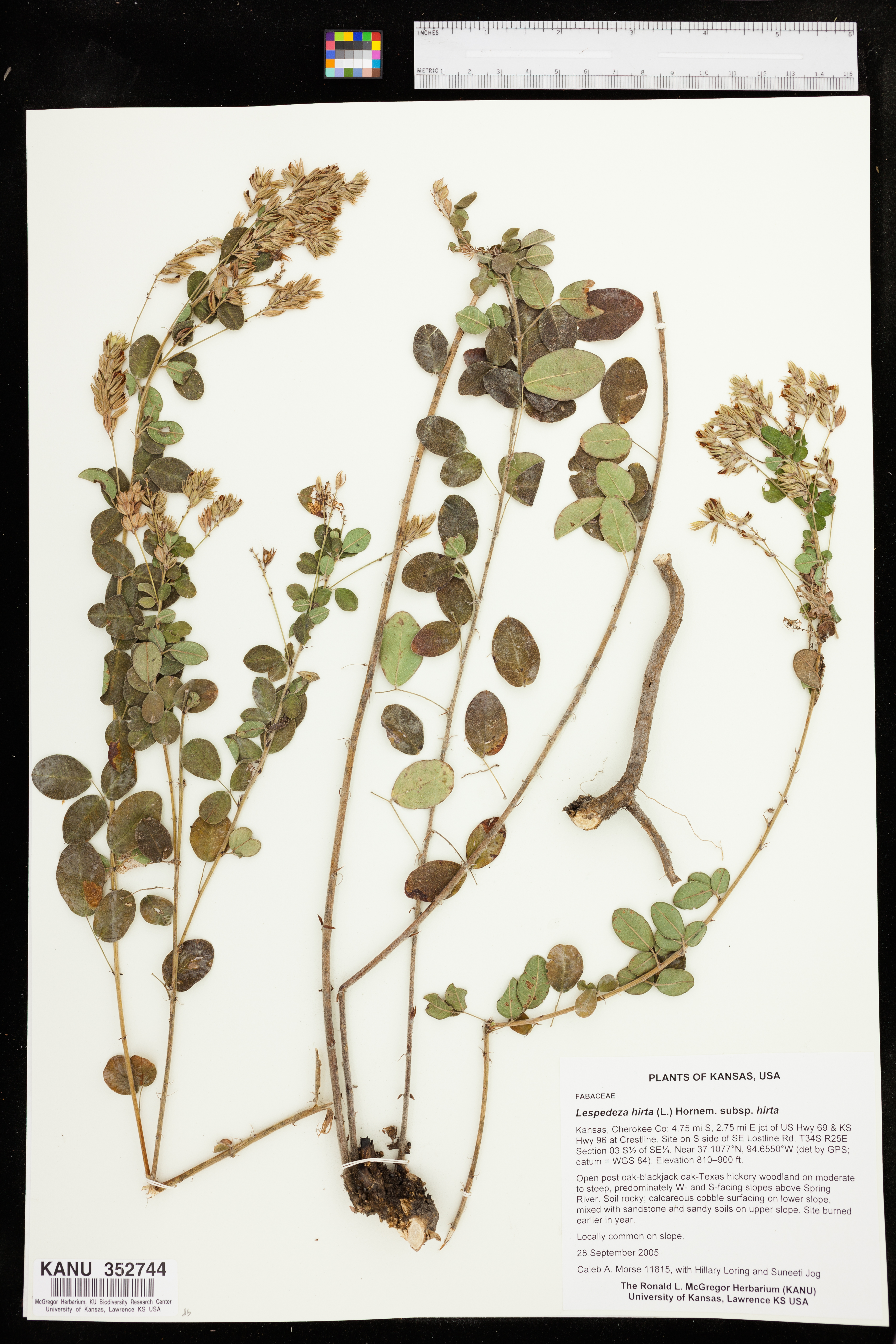 Lespedeza hirta subsp. hirta image