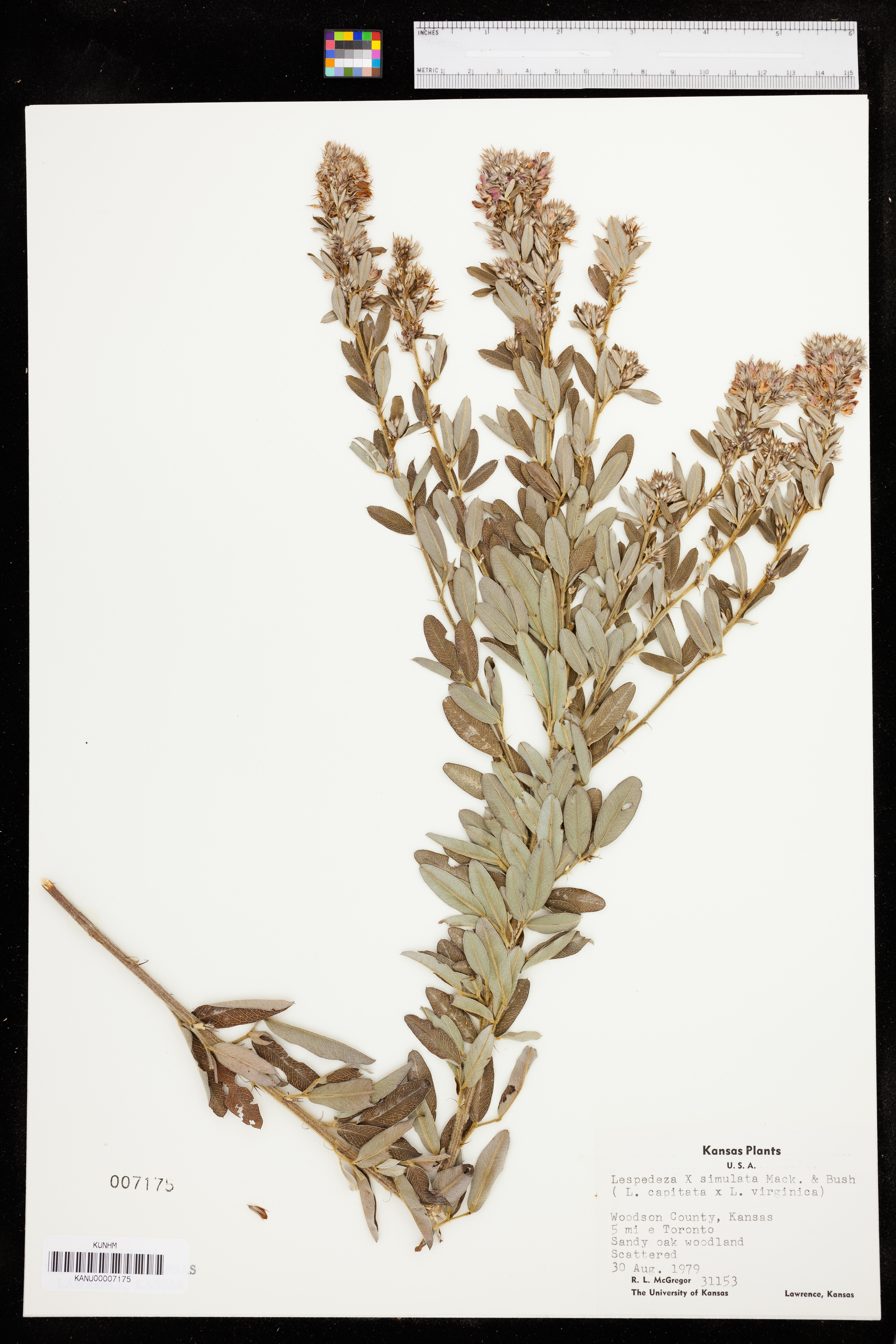 Lespedeza simulata image