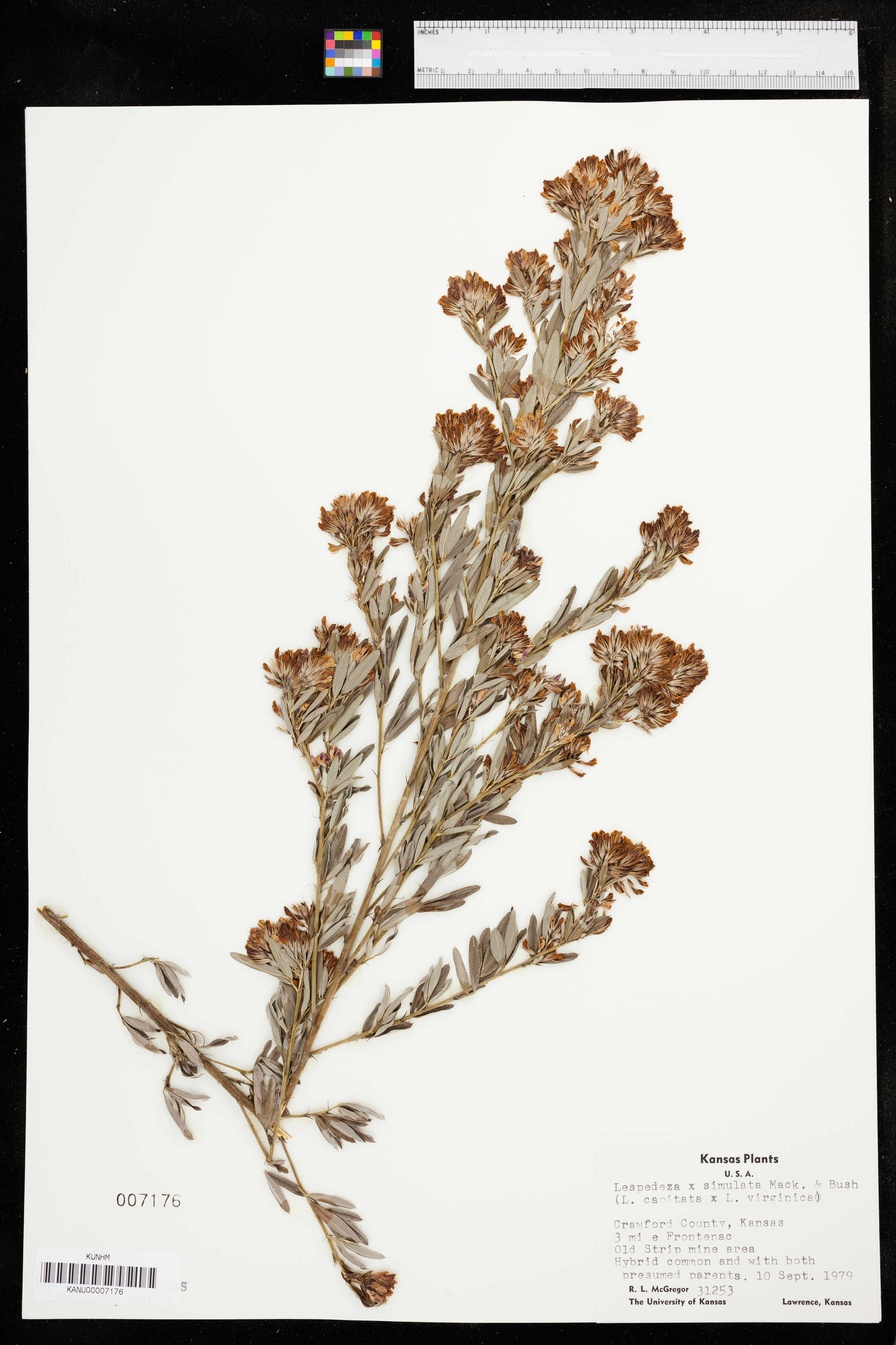 Lespedeza simulata image