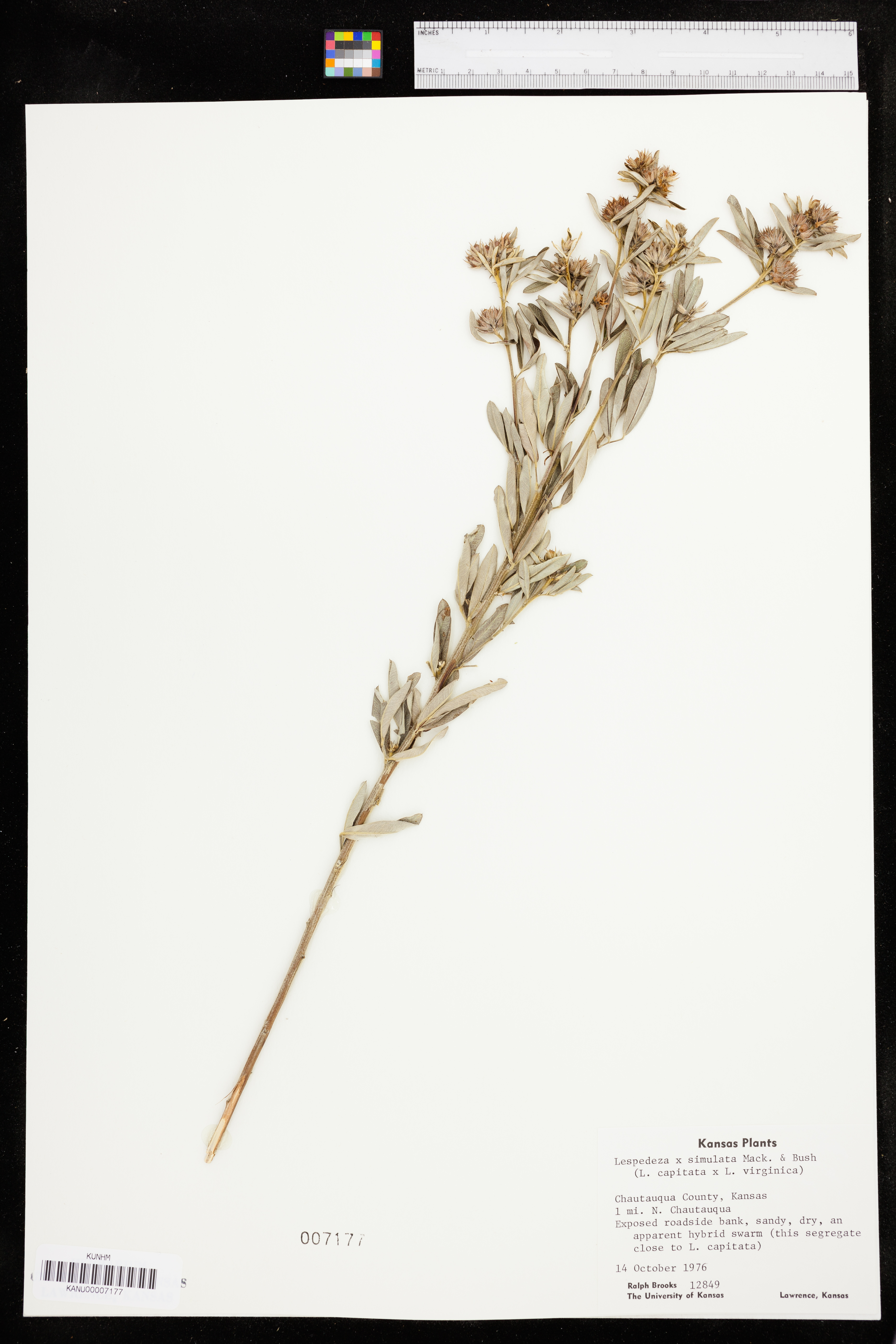 Lespedeza simulata image
