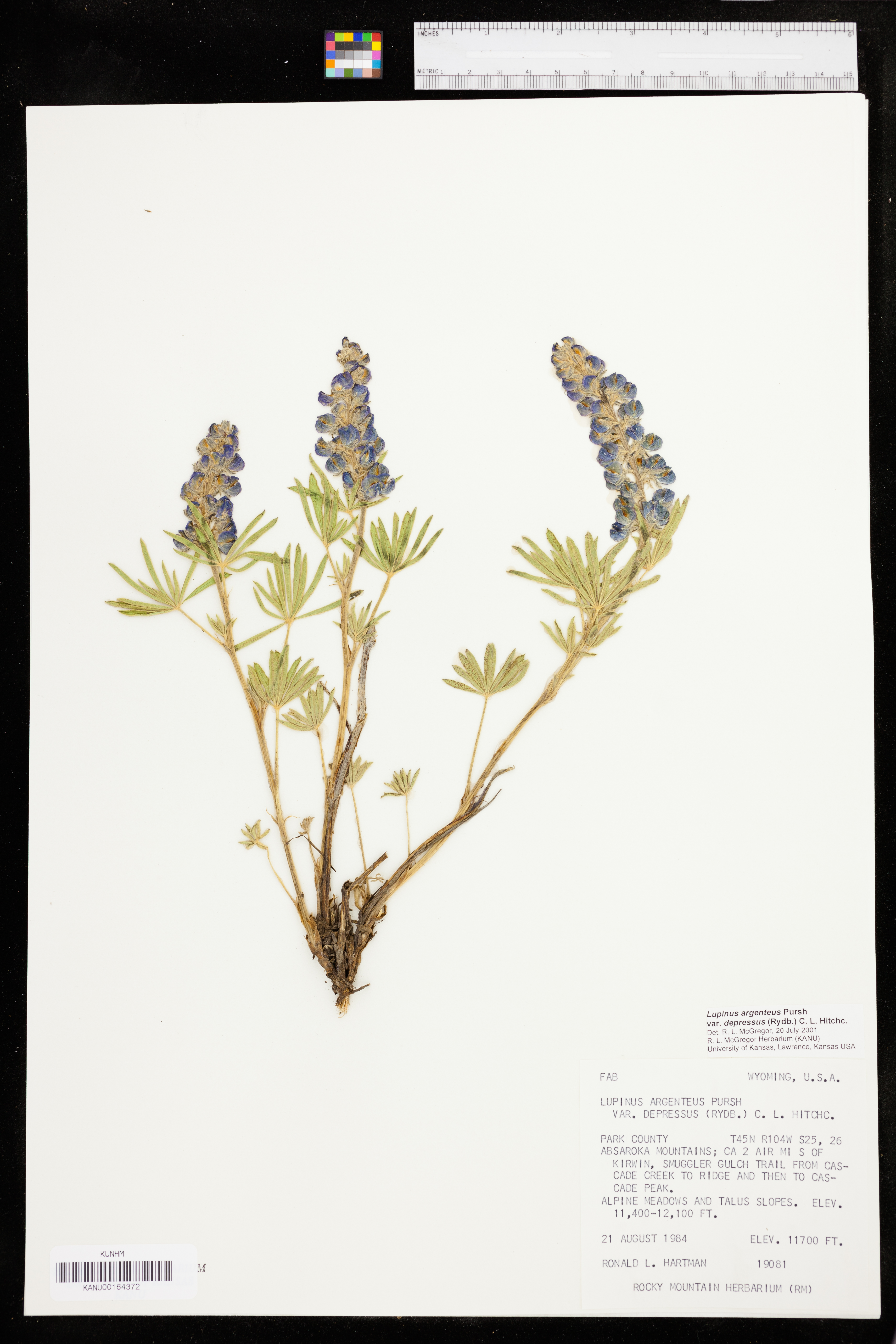 Lupinus argenteus var. depressus image