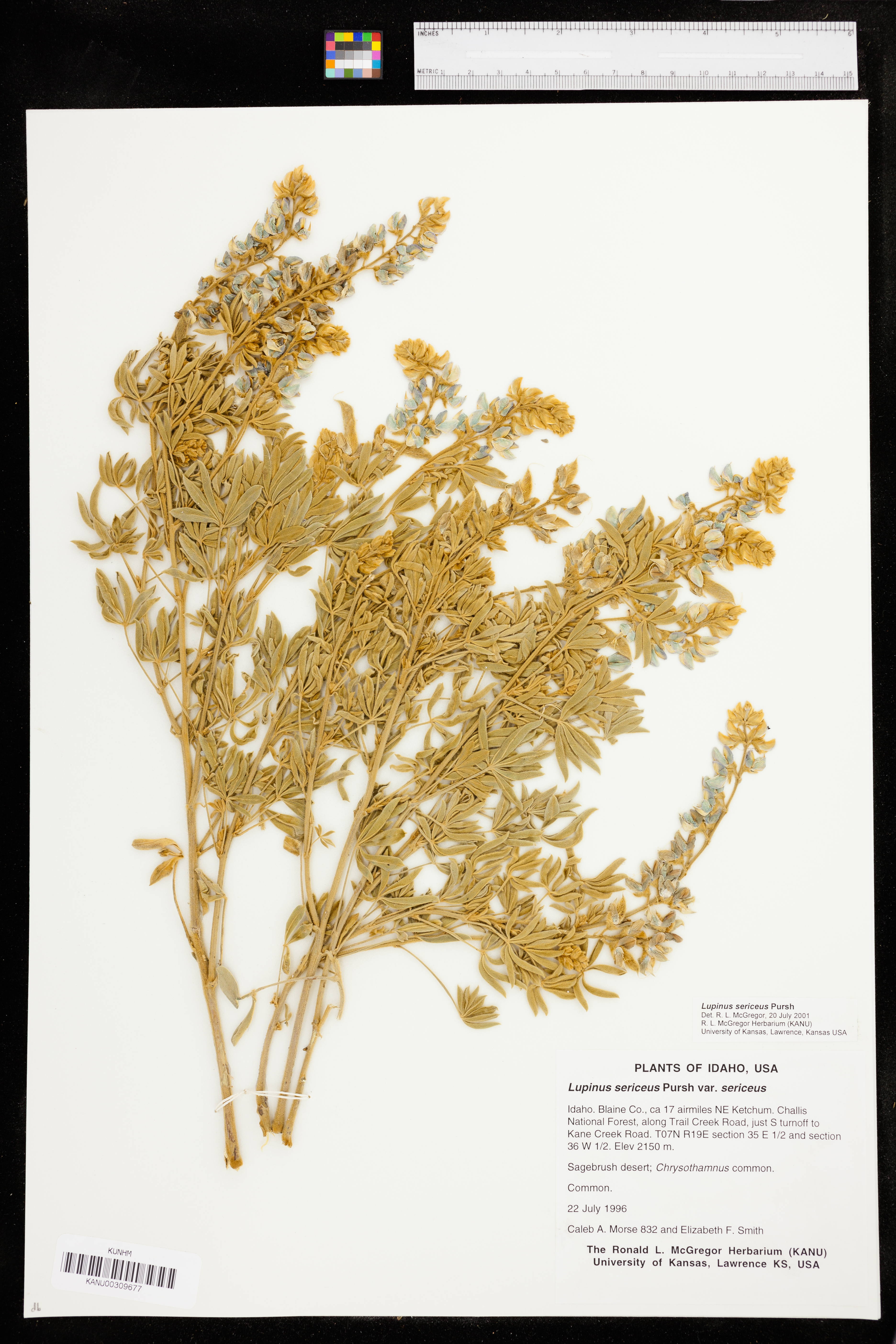 Lupinus sericeus subsp. sericeus sericeus image