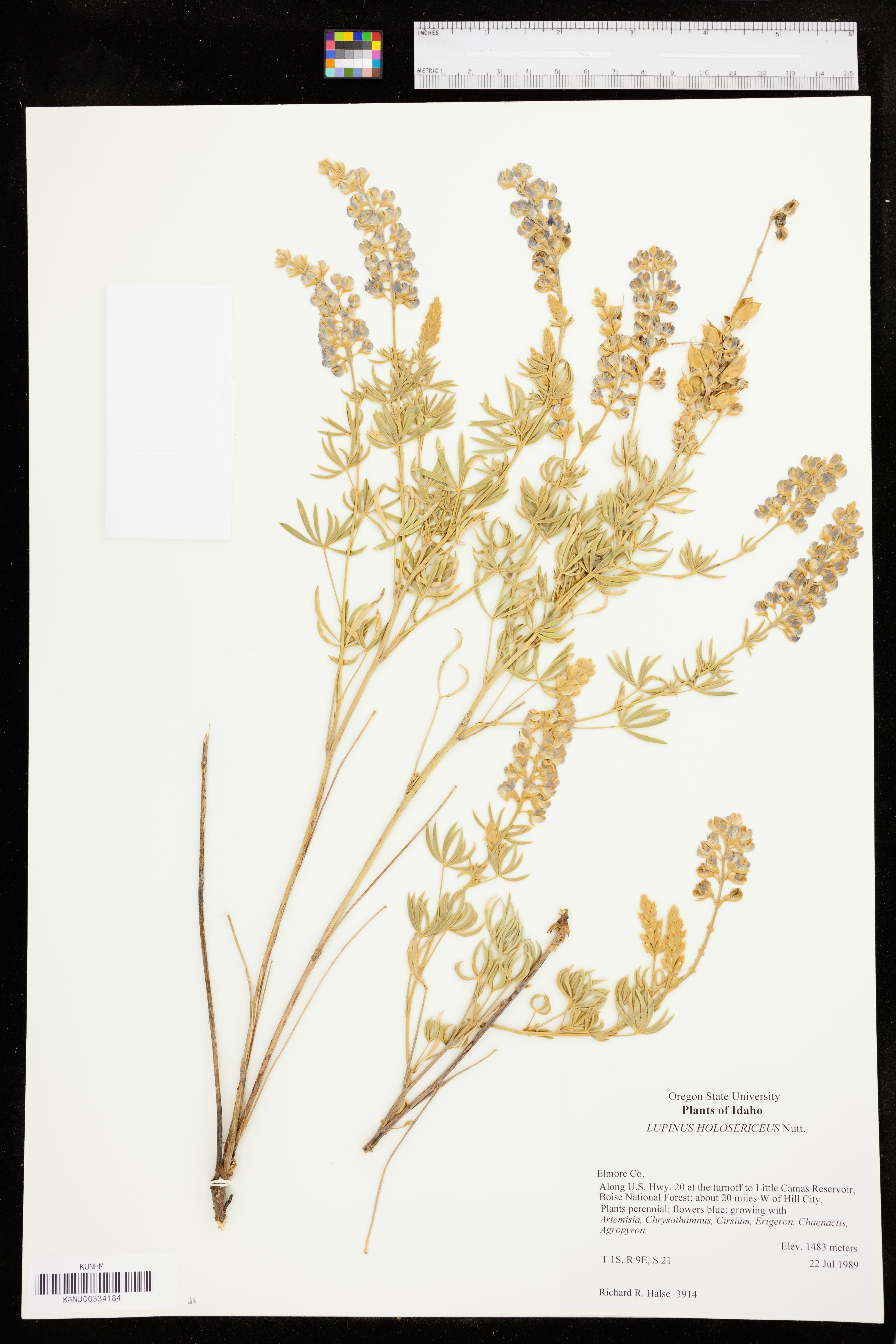 Lupinus argenteus var. holosericeus image