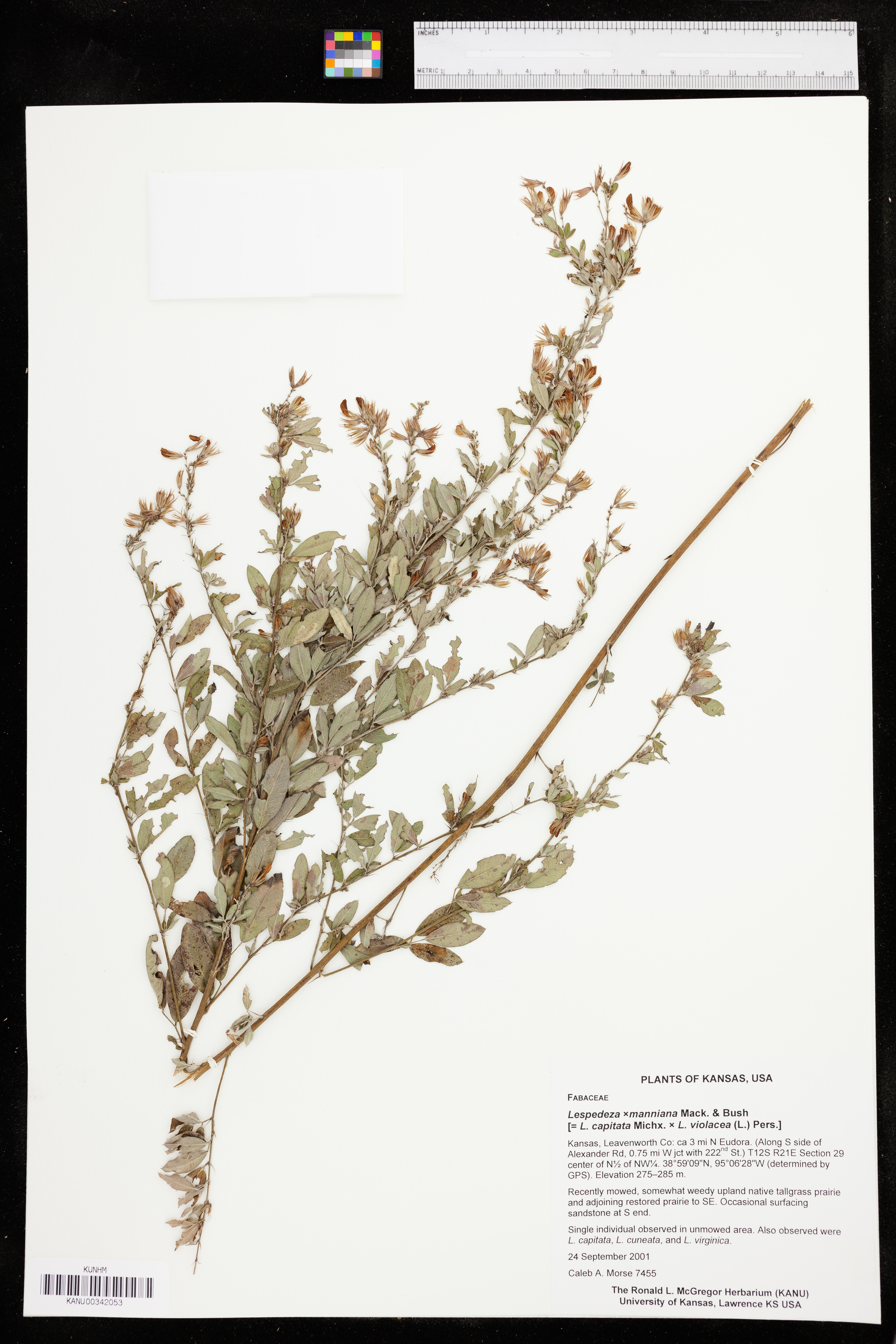 Lespedeza x manniana image