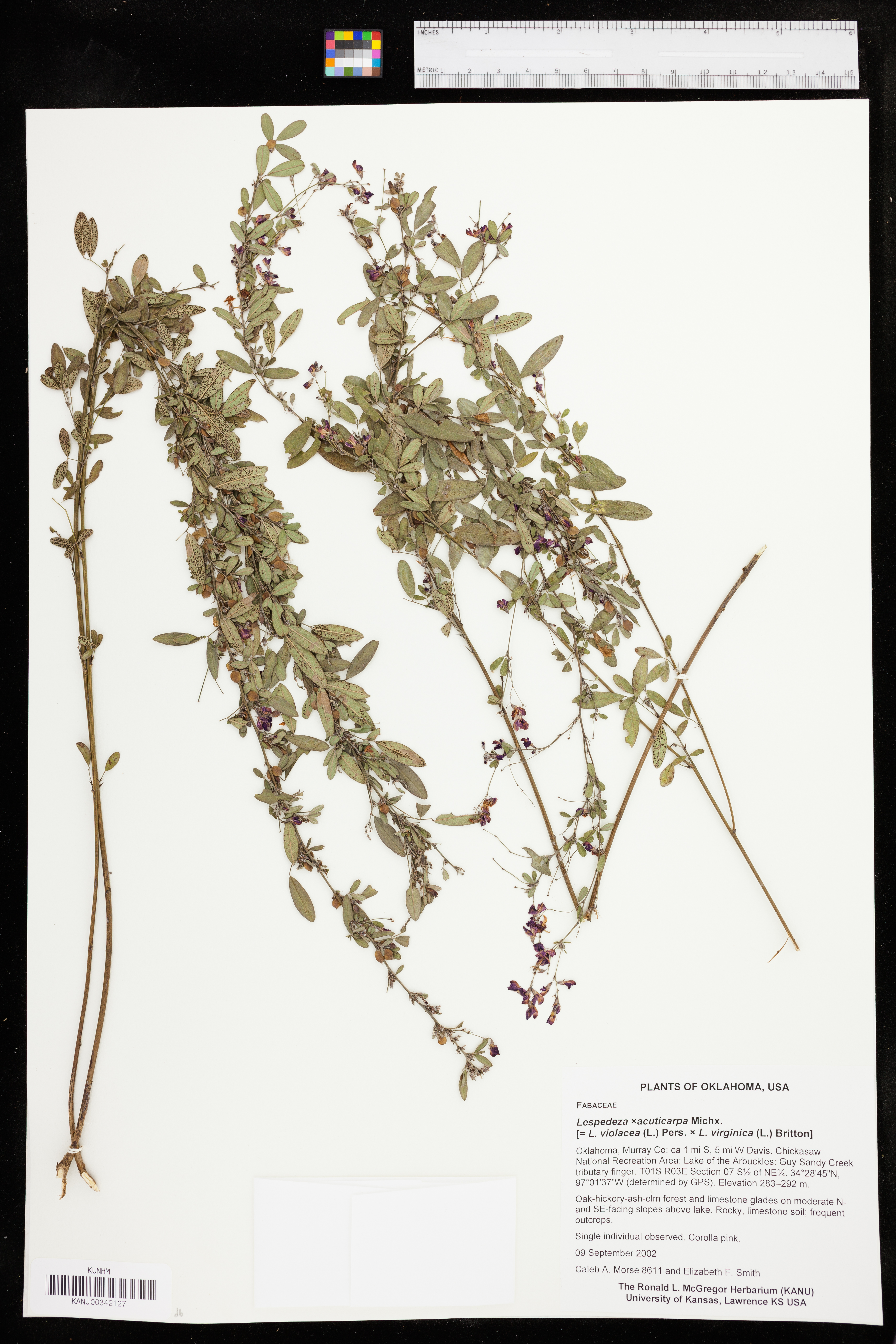 Lespedeza acuticarpa image