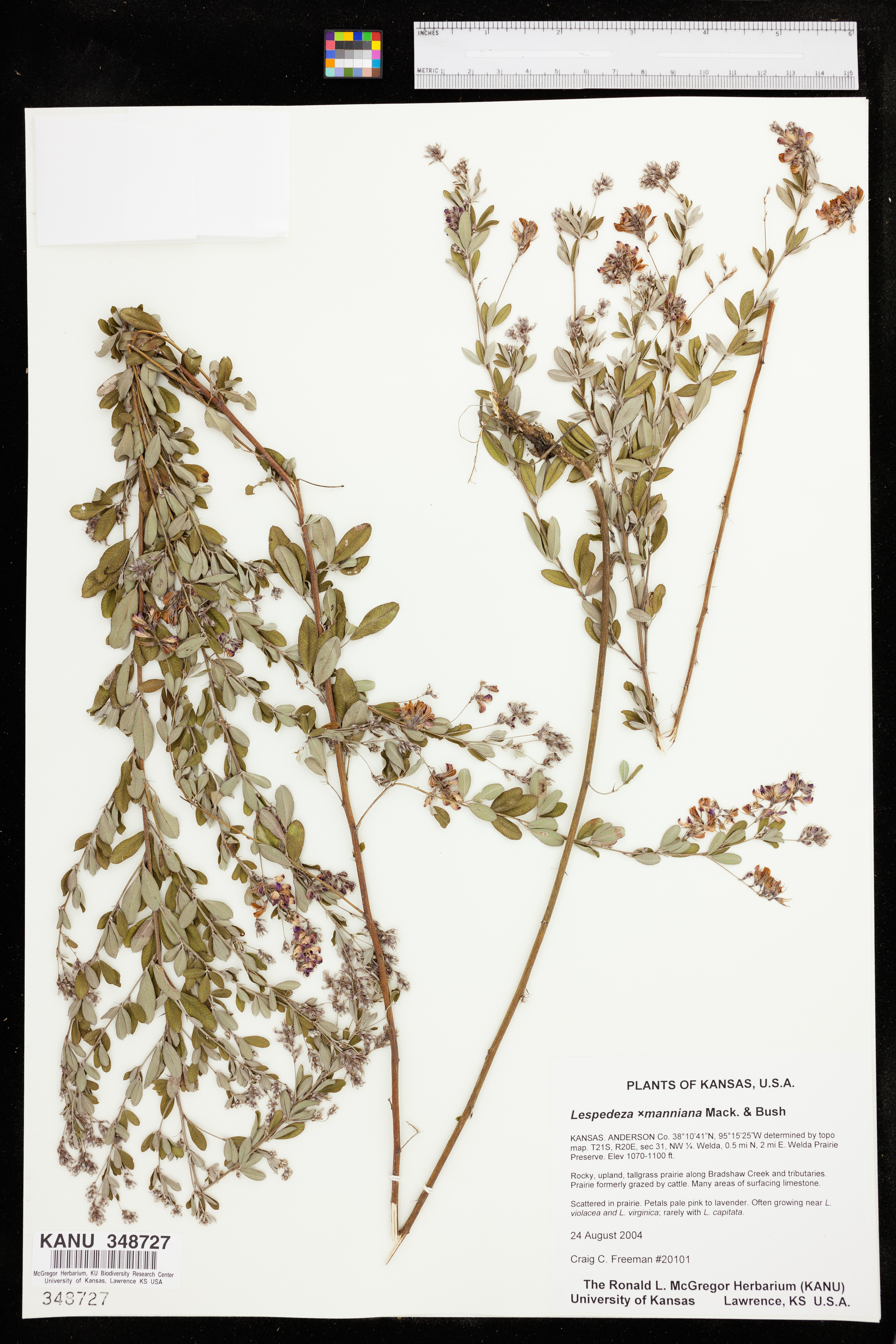 Lespedeza x manniana image