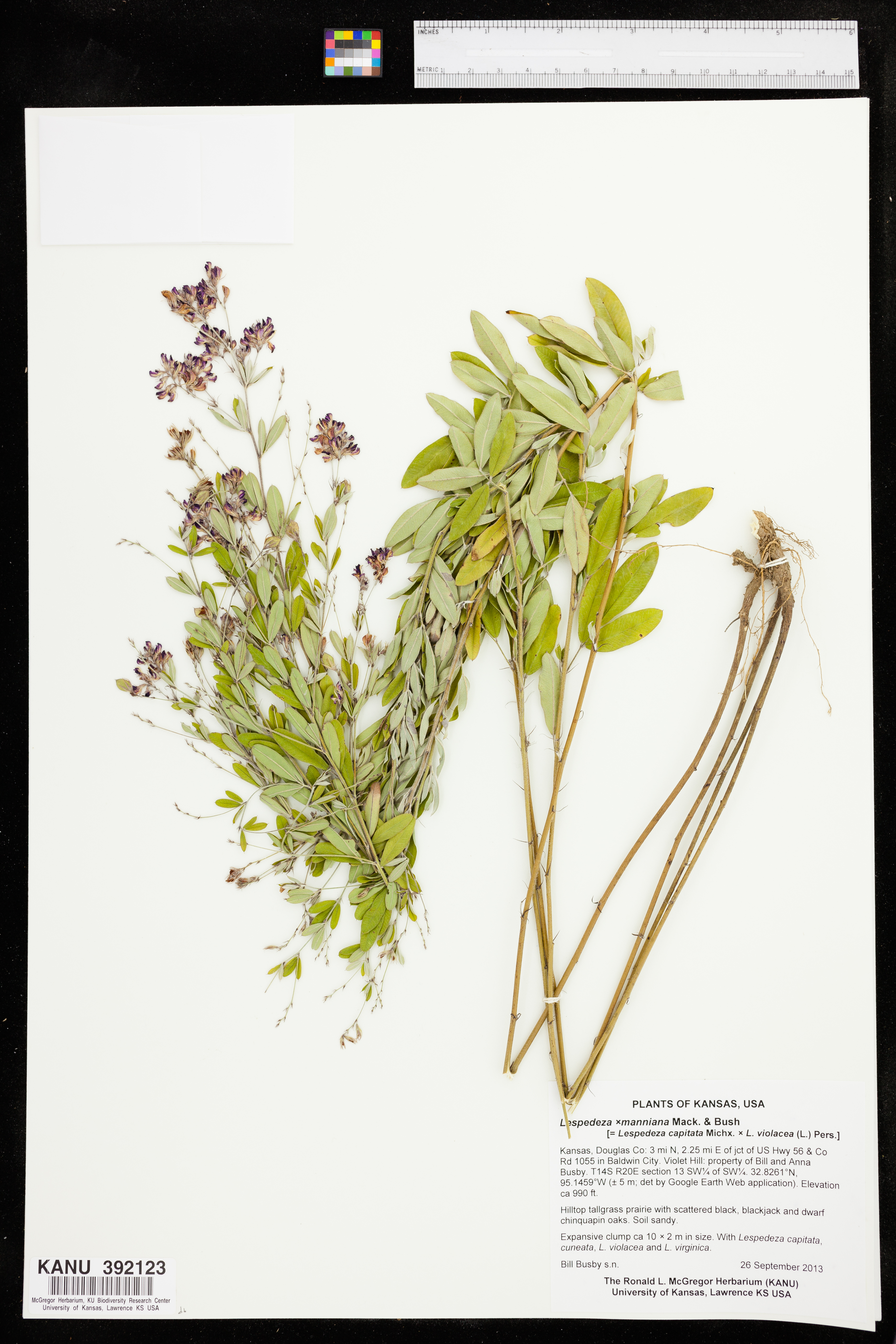 Lespedeza x manniana image