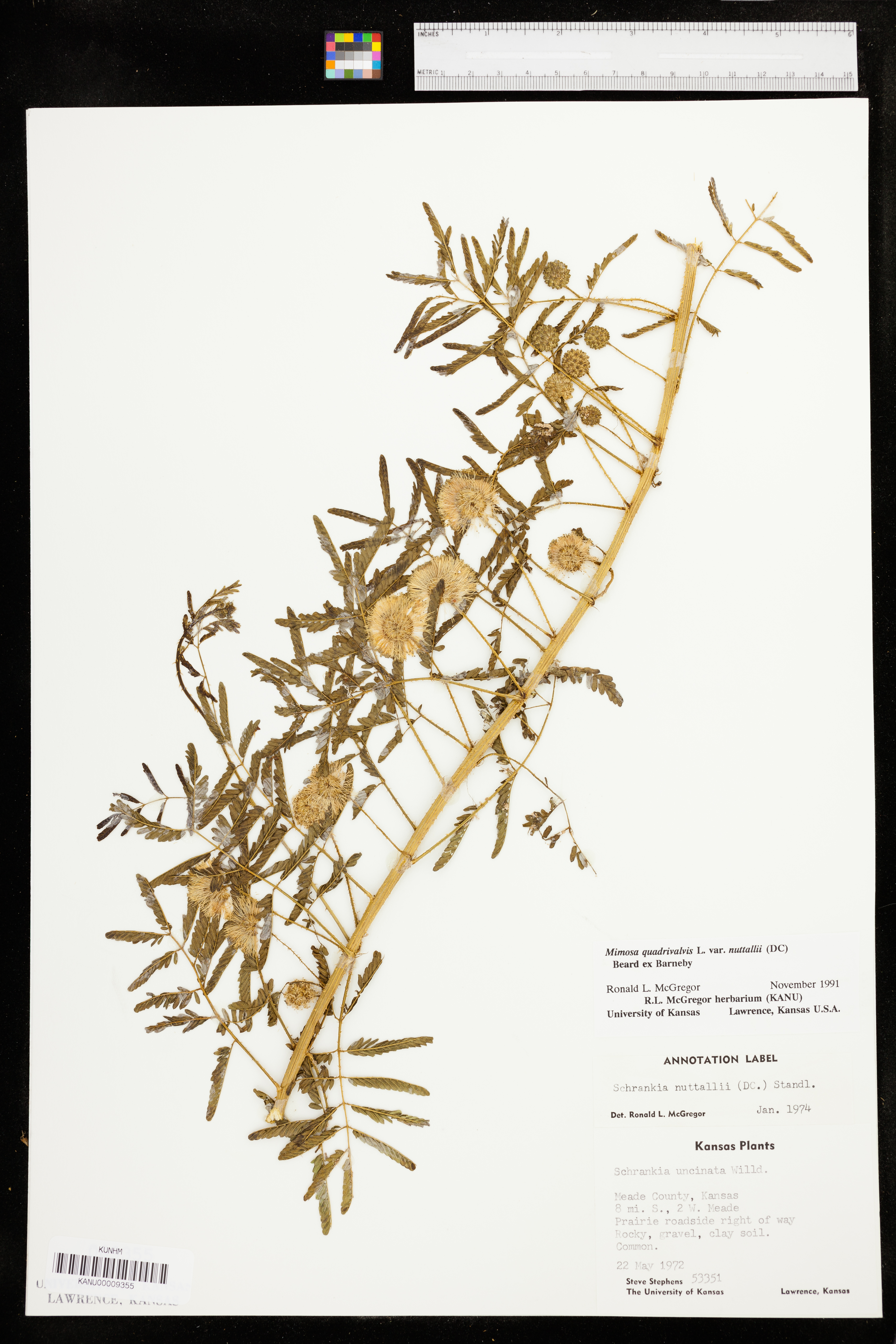Mimosa nuttallii image