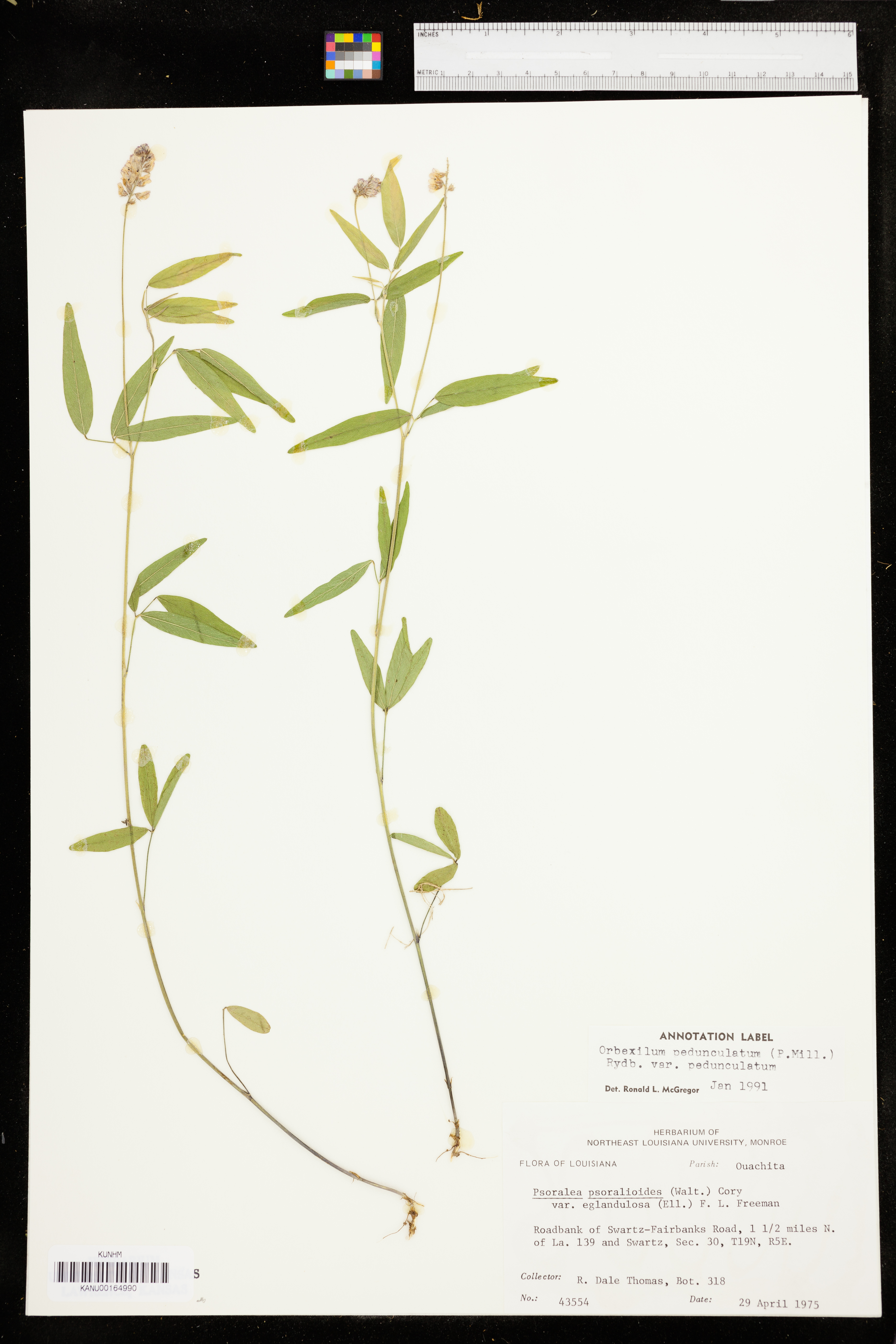 Orbexilum pedunculatum var. pedunculatum image