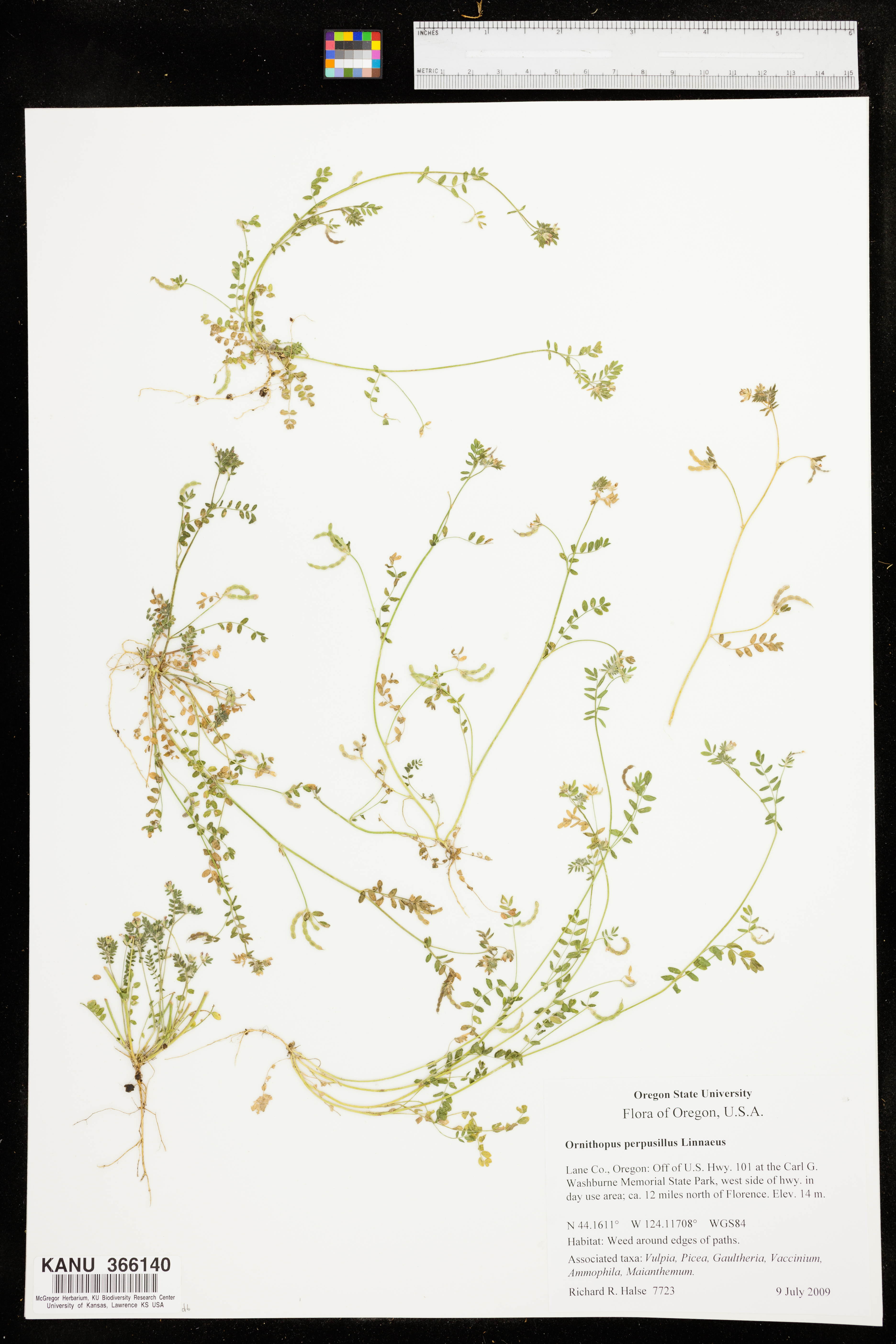 Ornithopus perpusillus image