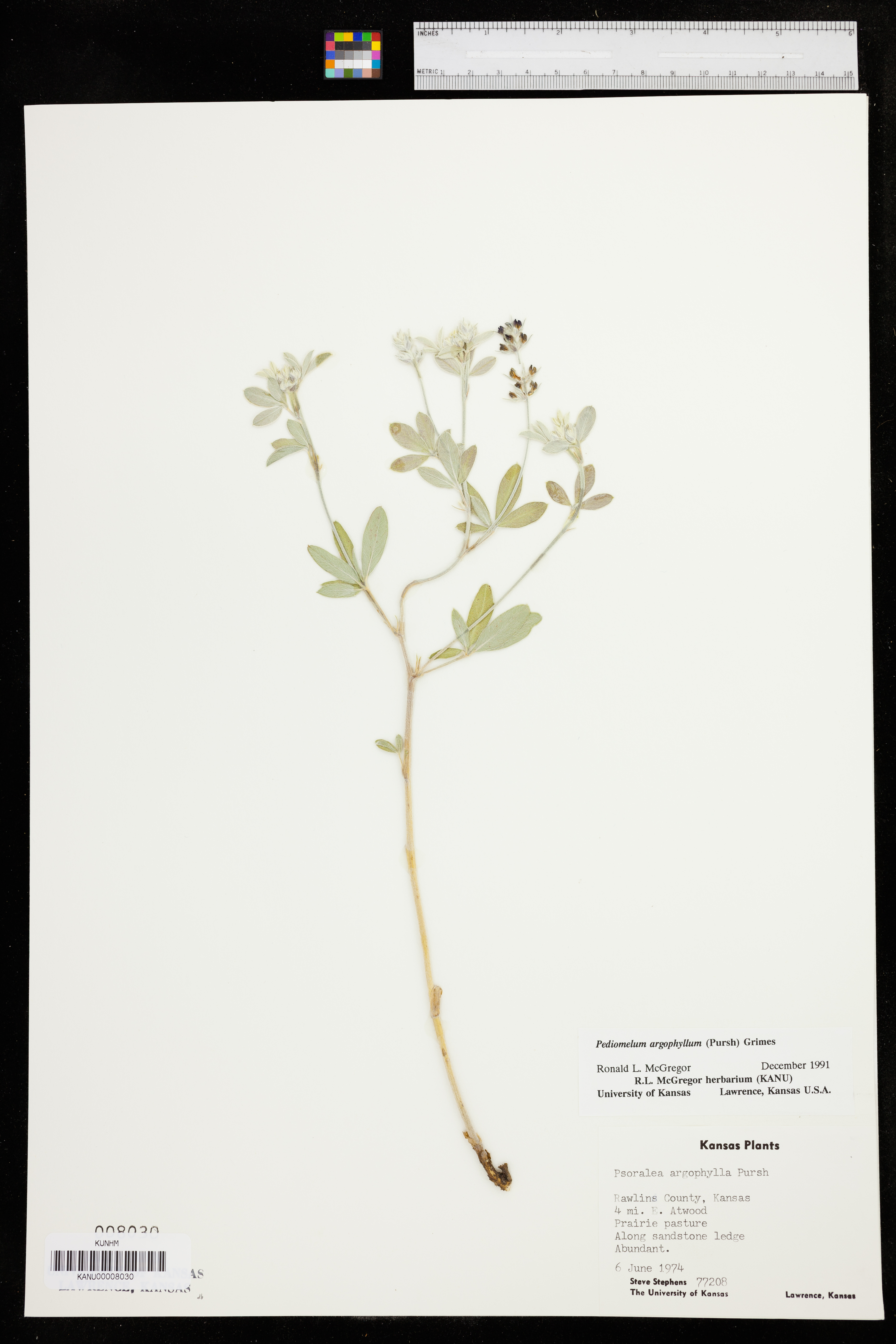 Pediomelum argophyllum image