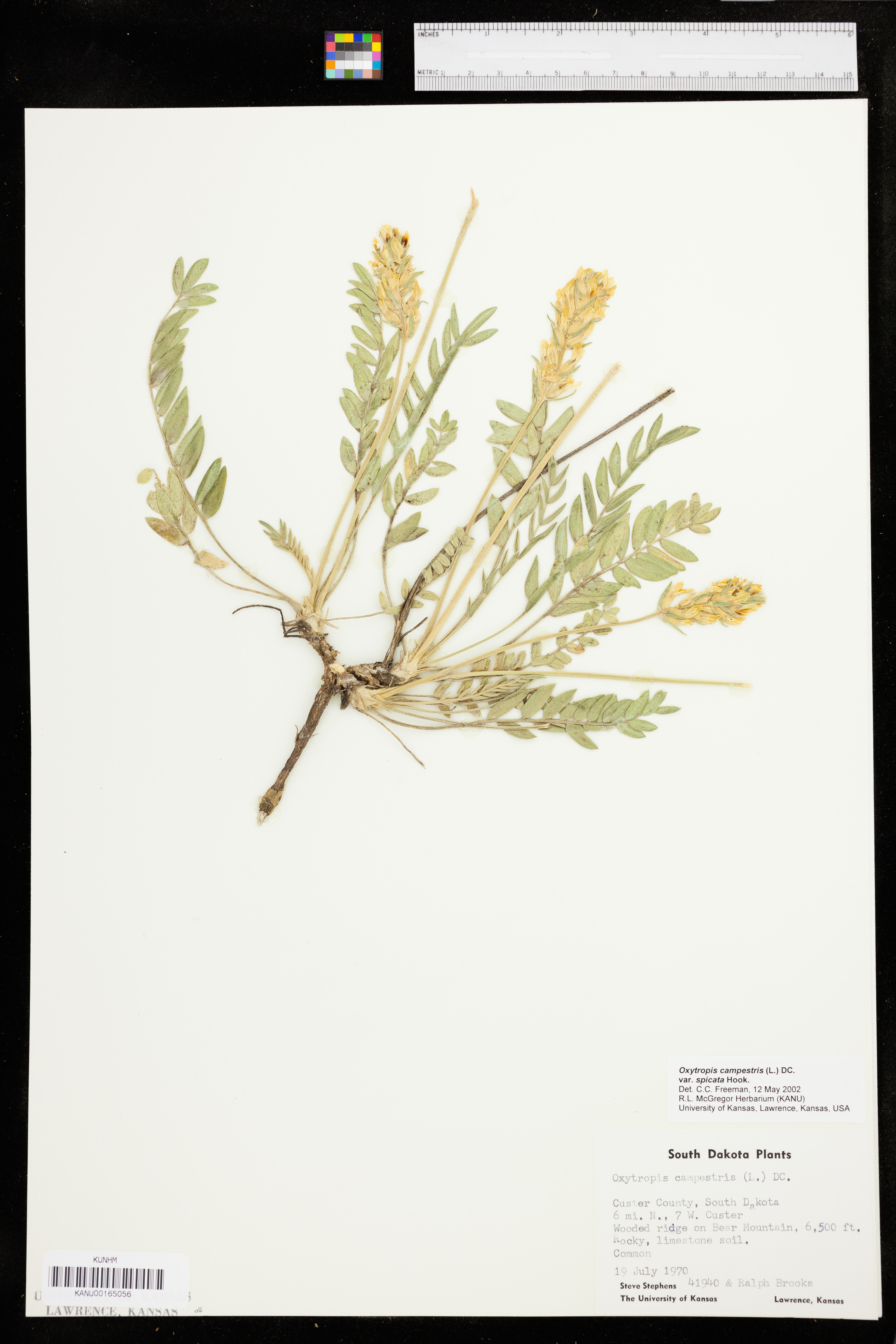 Oxytropis campestris var. spicata image