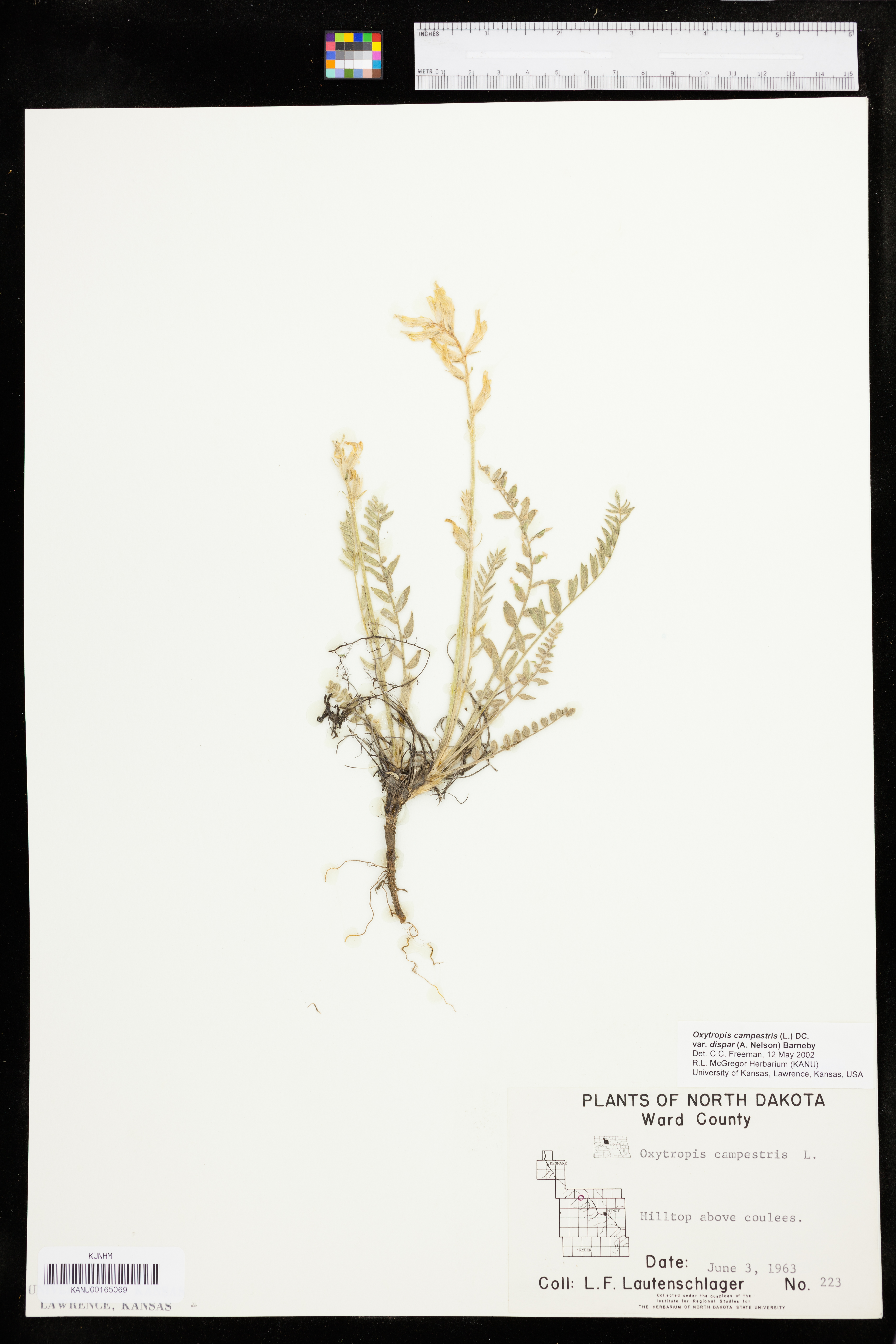 Oxytropis campestris var. dispar image