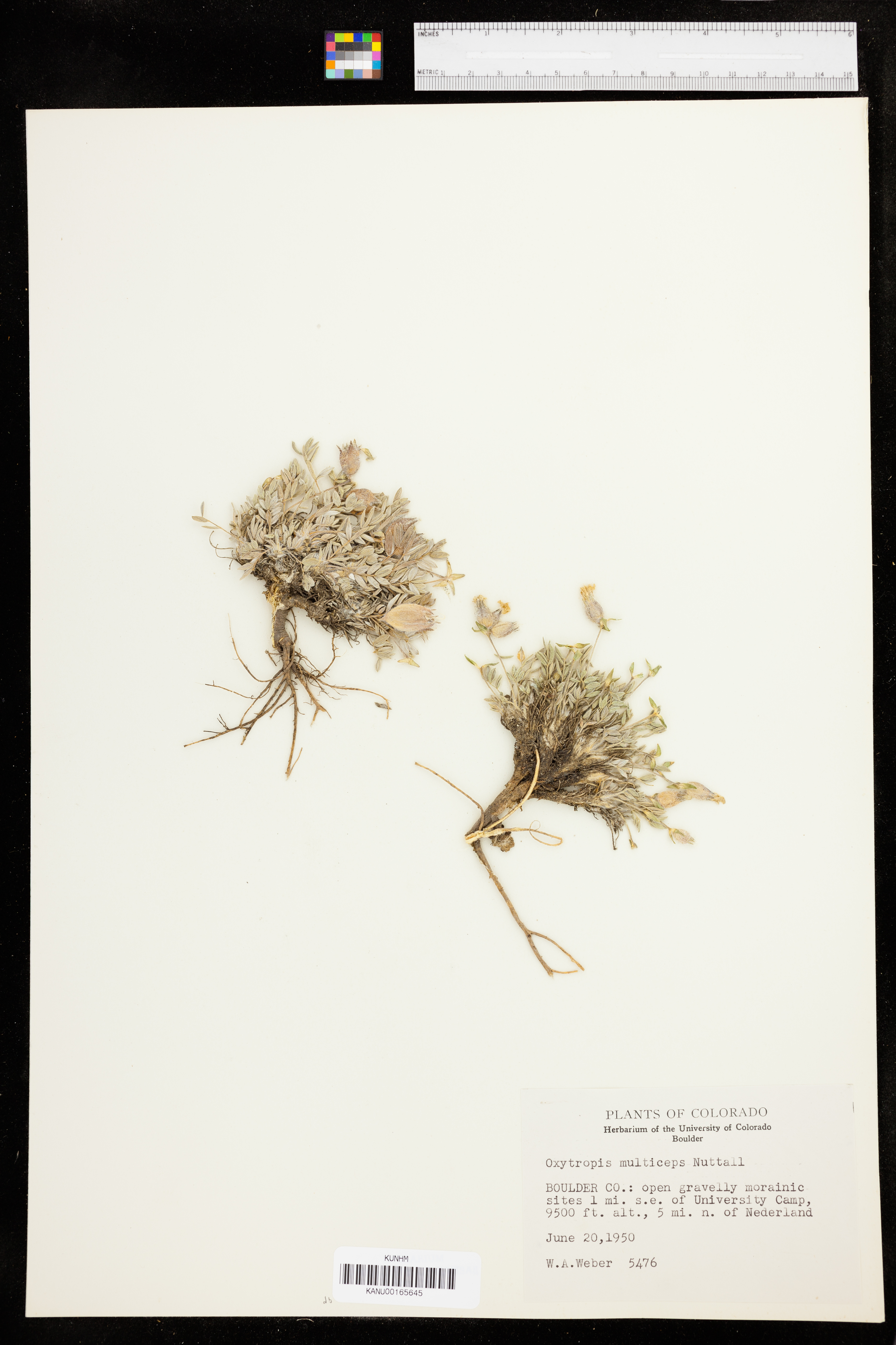 Oxytropis multiceps image