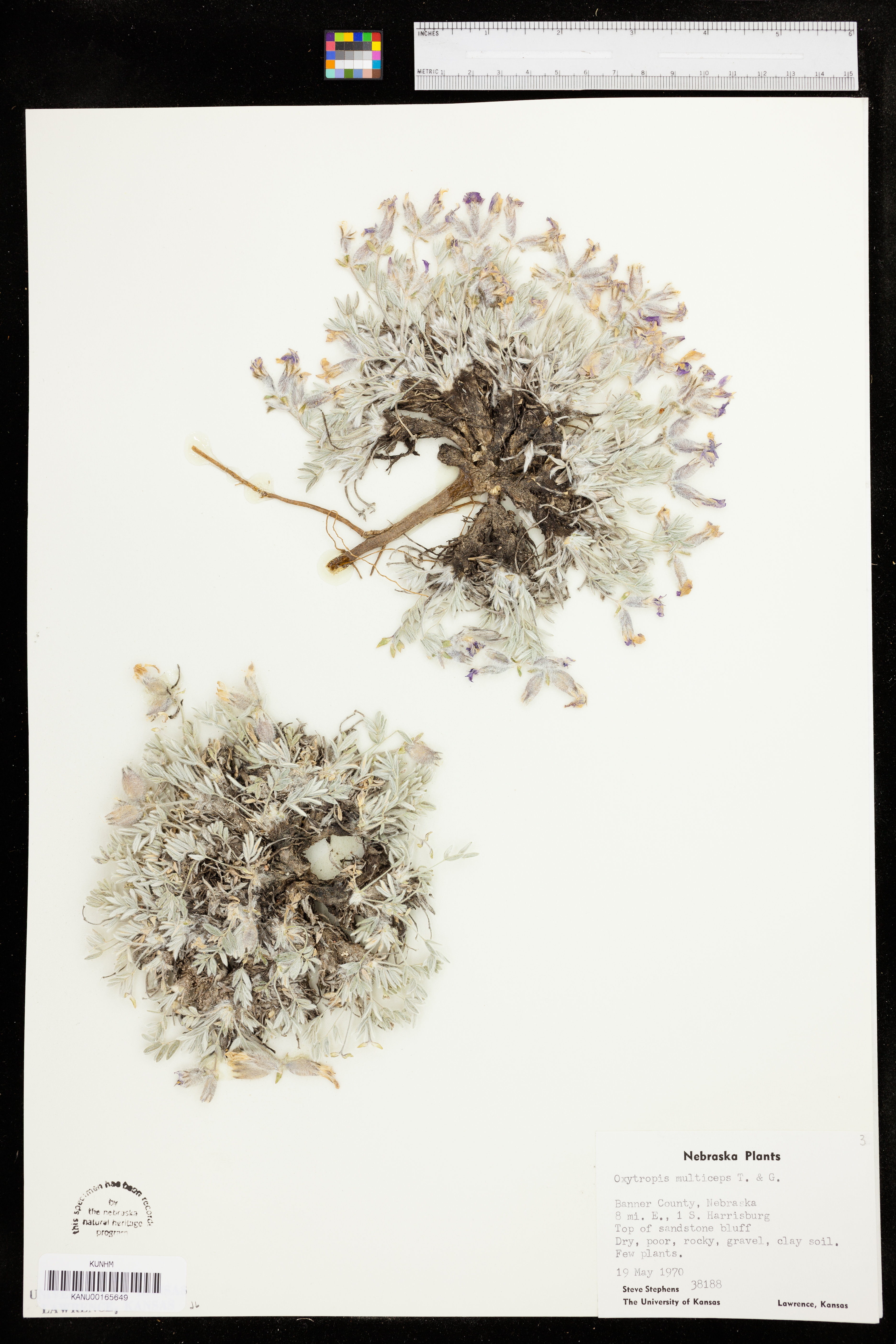 Oxytropis multiceps image