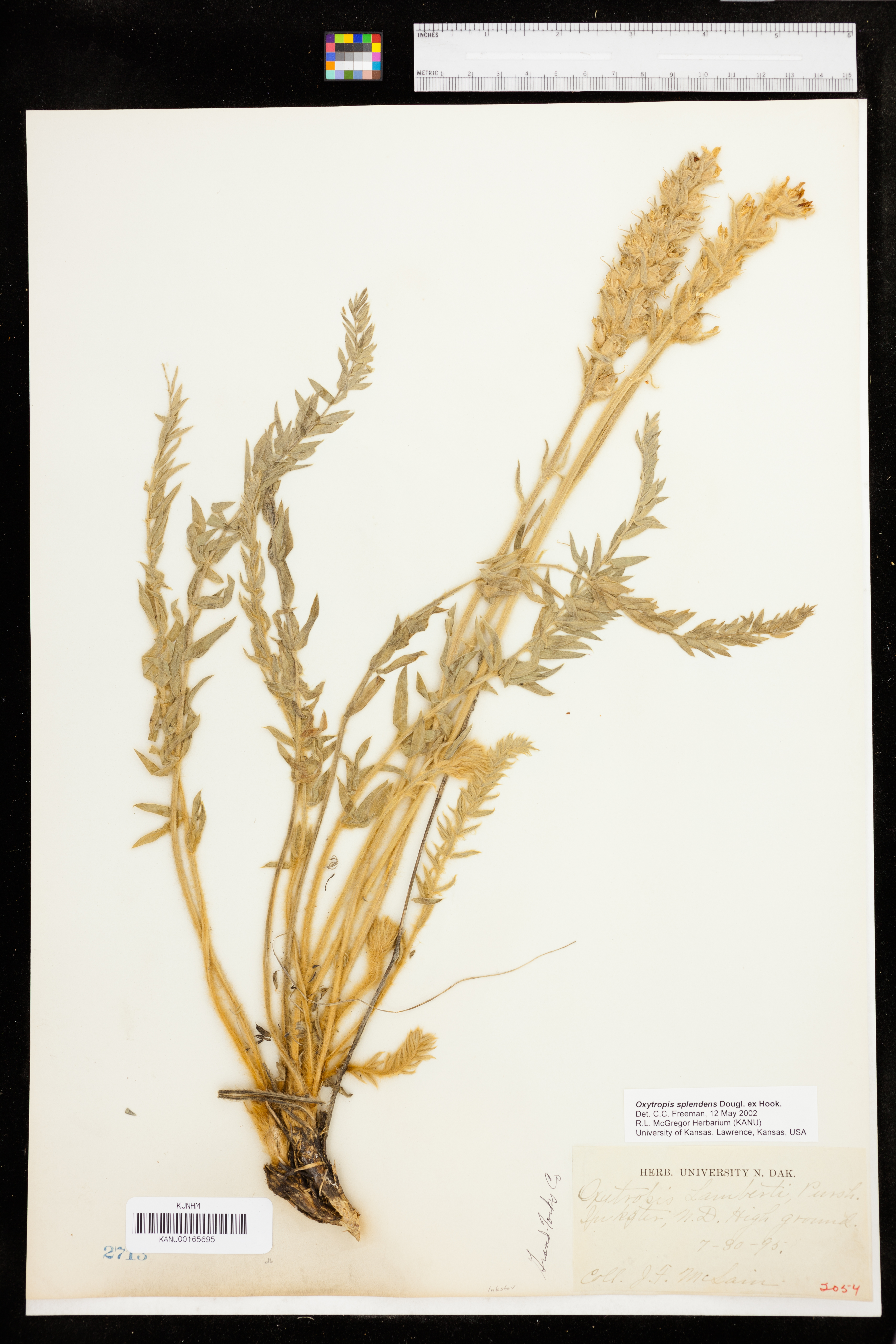 Oxytropis splendens image