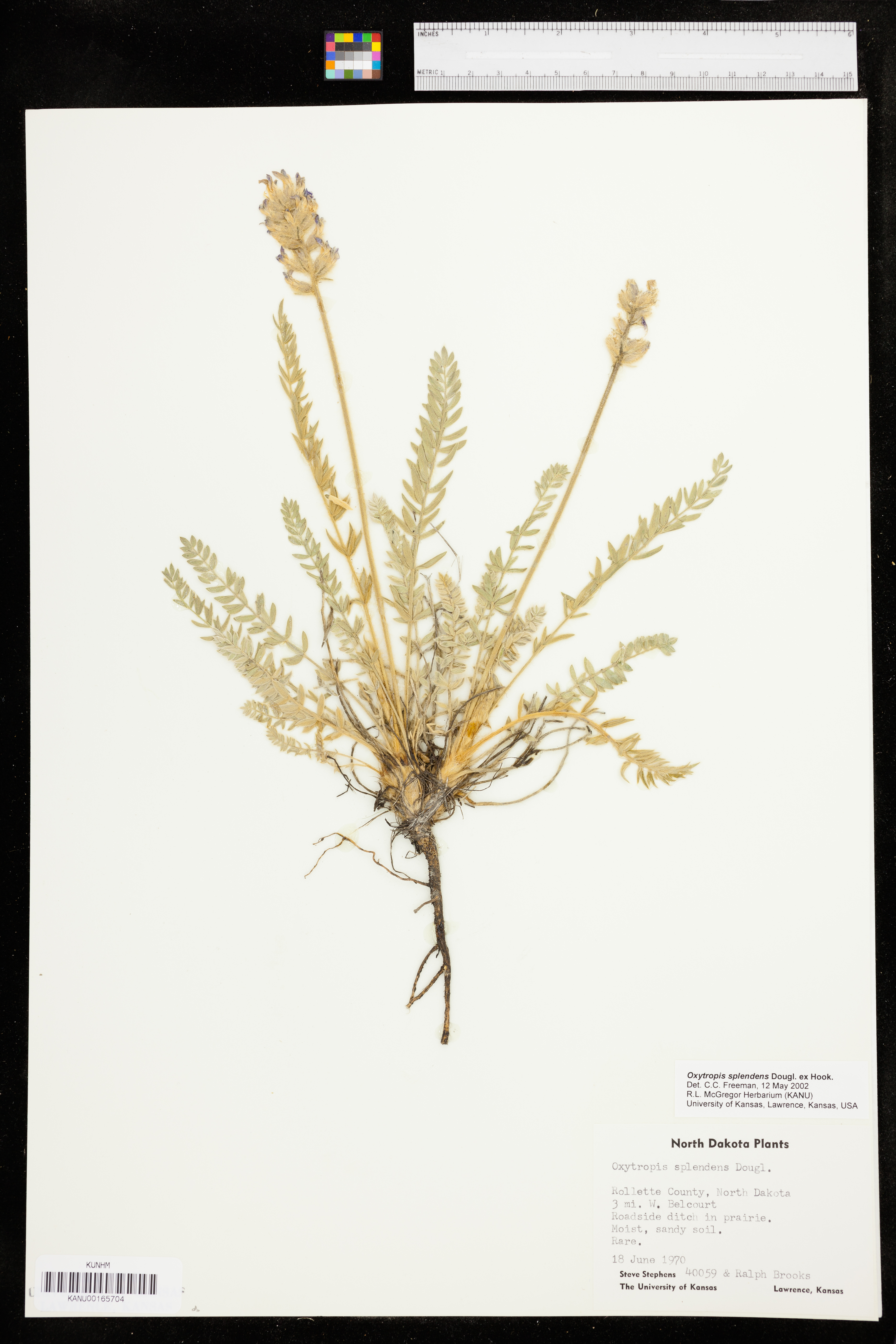 Oxytropis splendens image