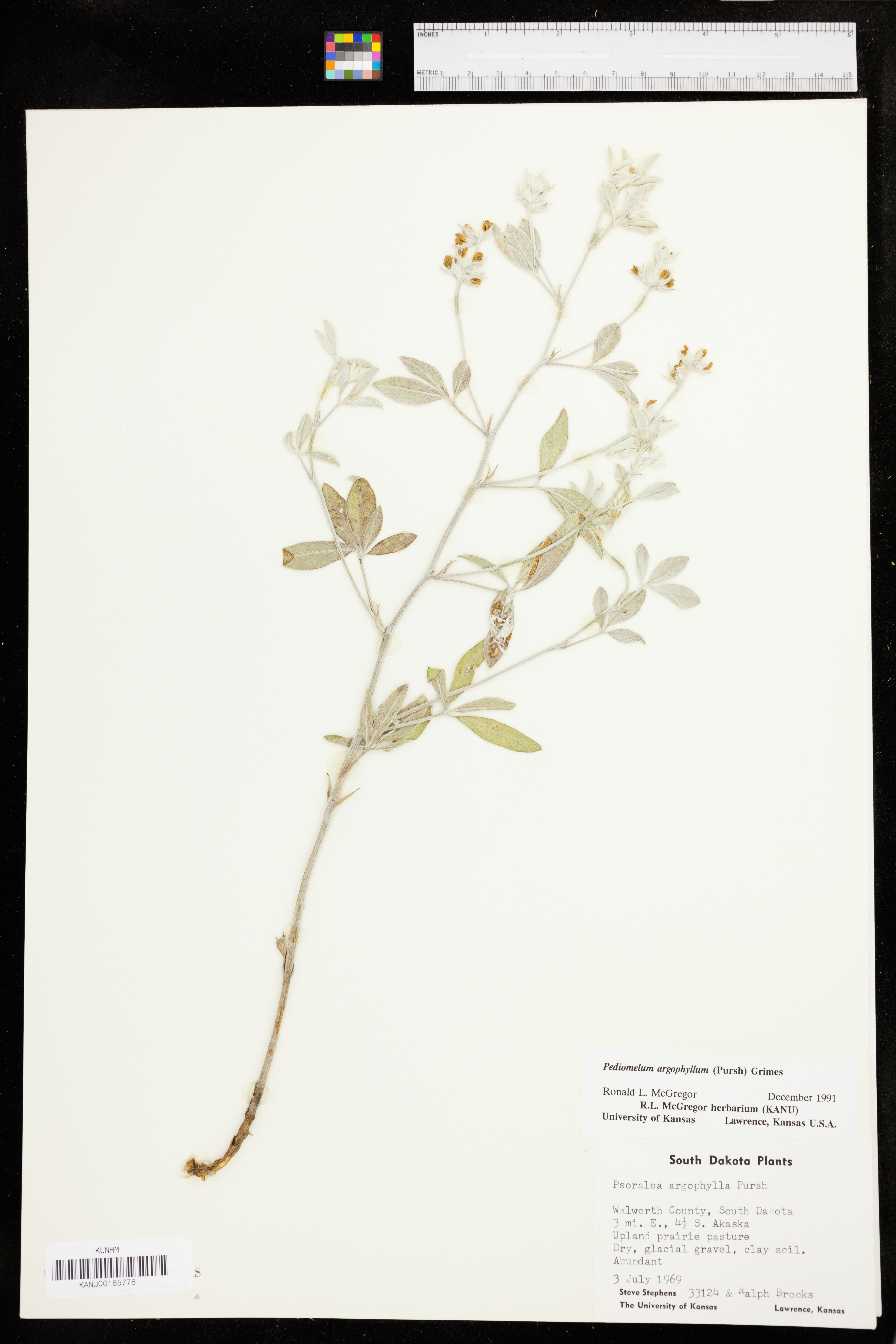 Pediomelum argophyllum image