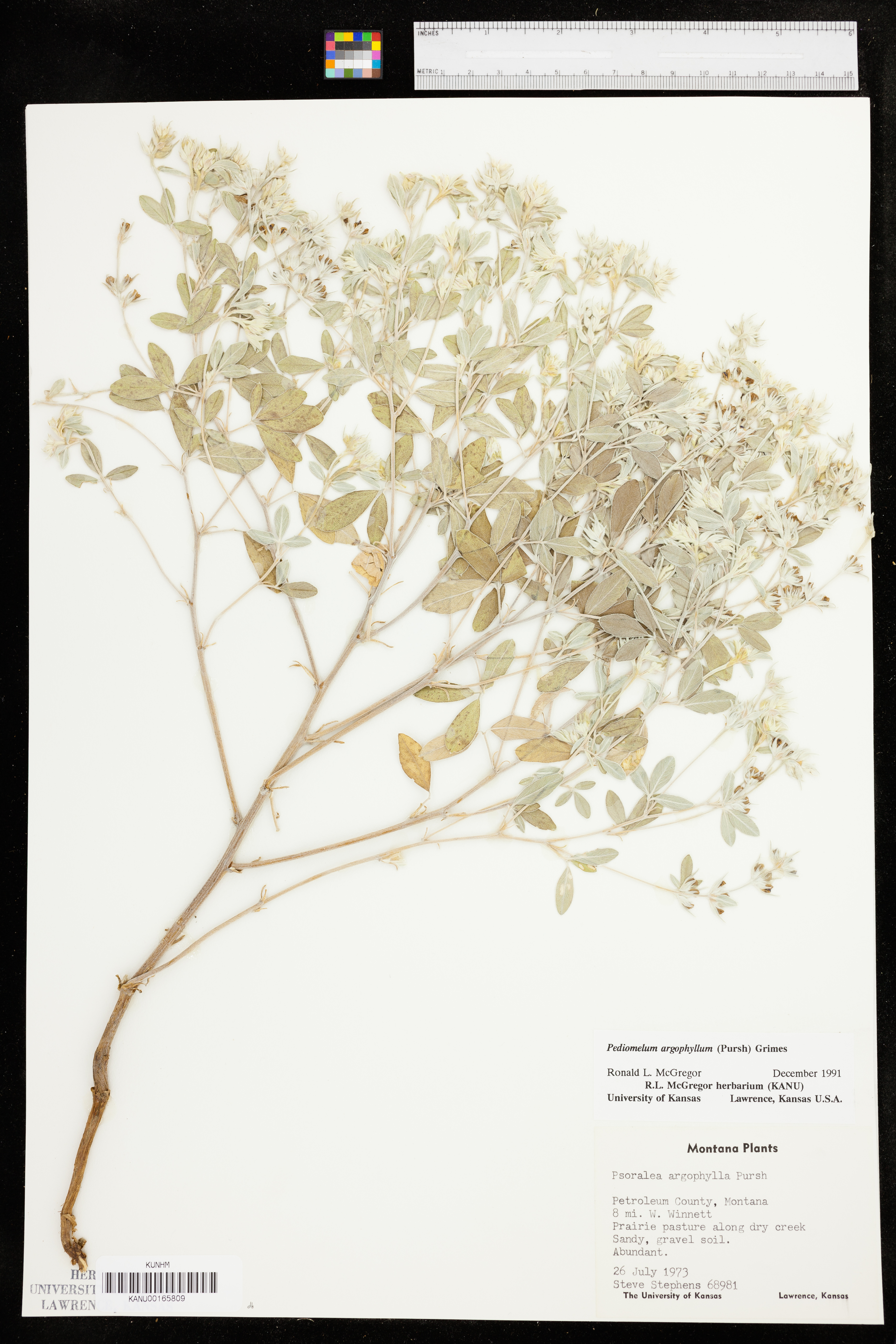 Pediomelum argophyllum image