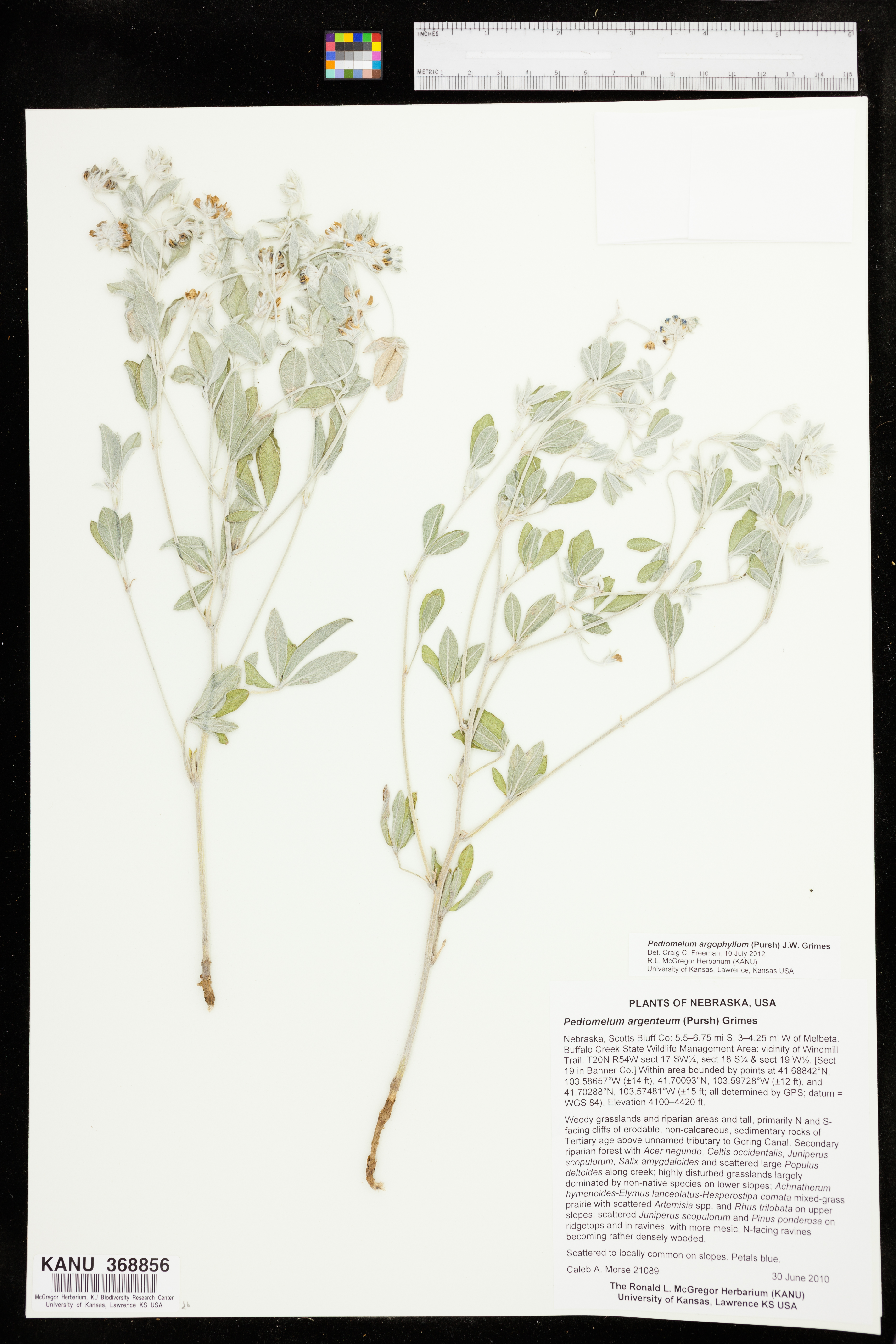 Pediomelum argophyllum image