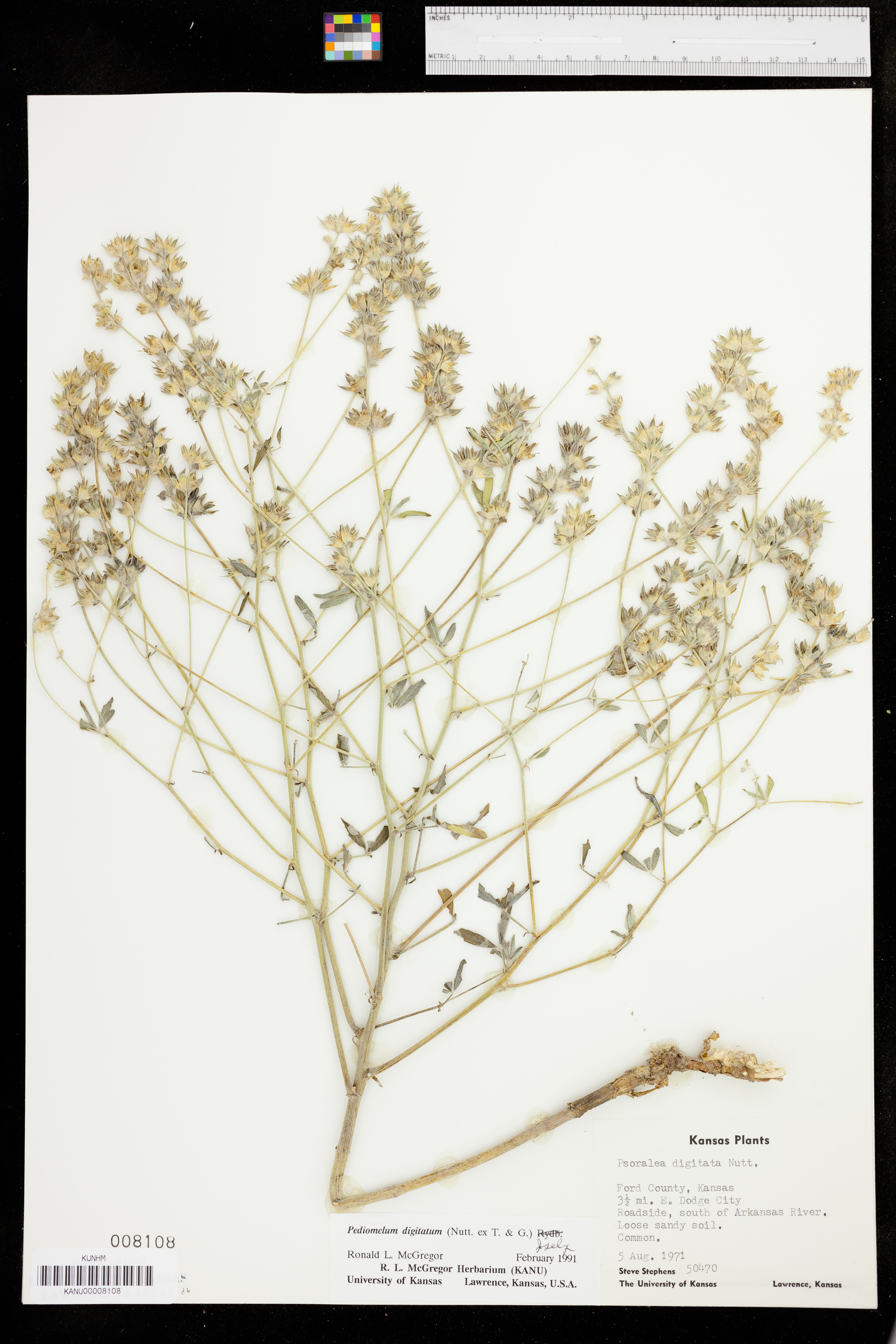 Pediomelum digitatum image
