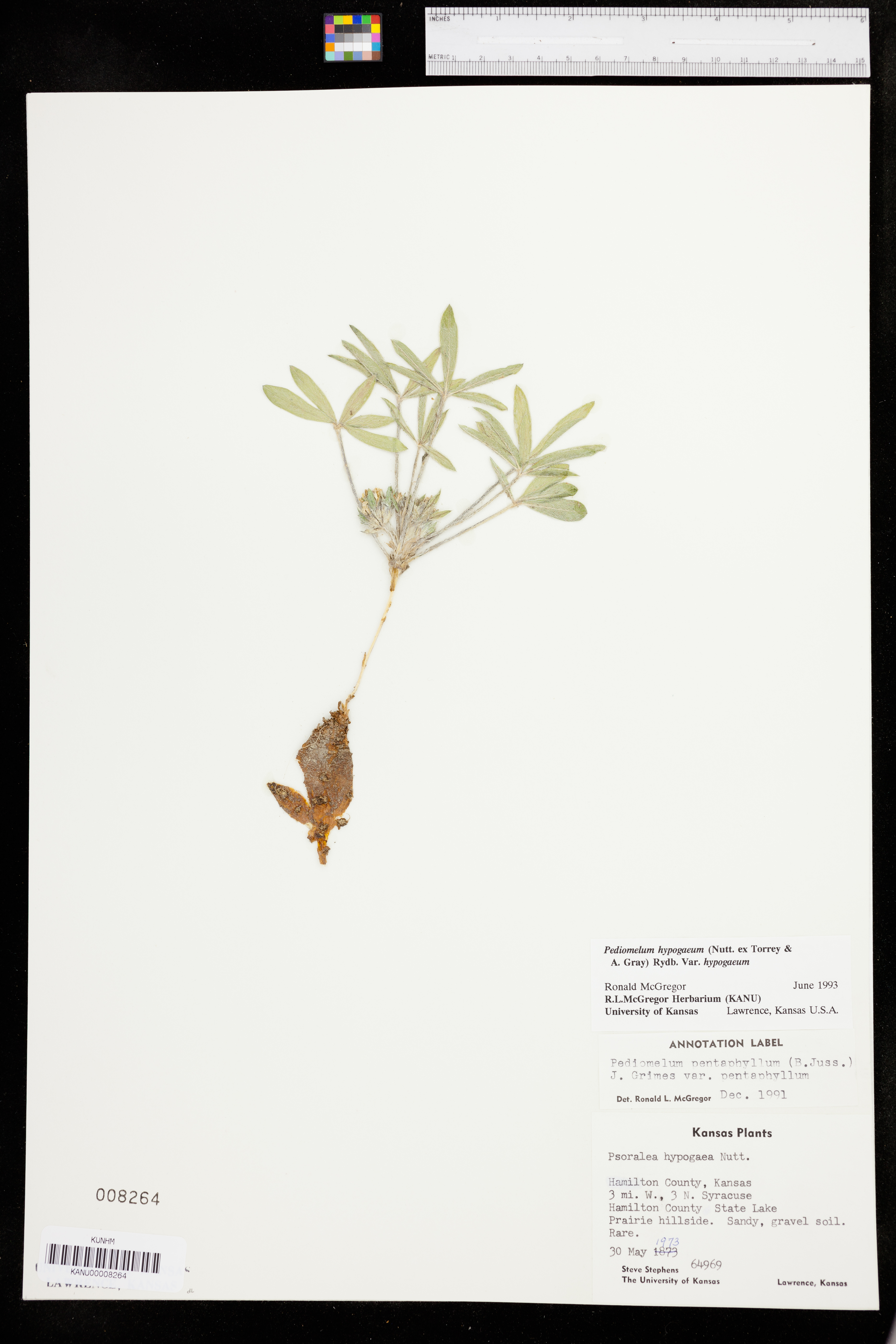 Pediomelum hypogaeum var. hypogaeum image