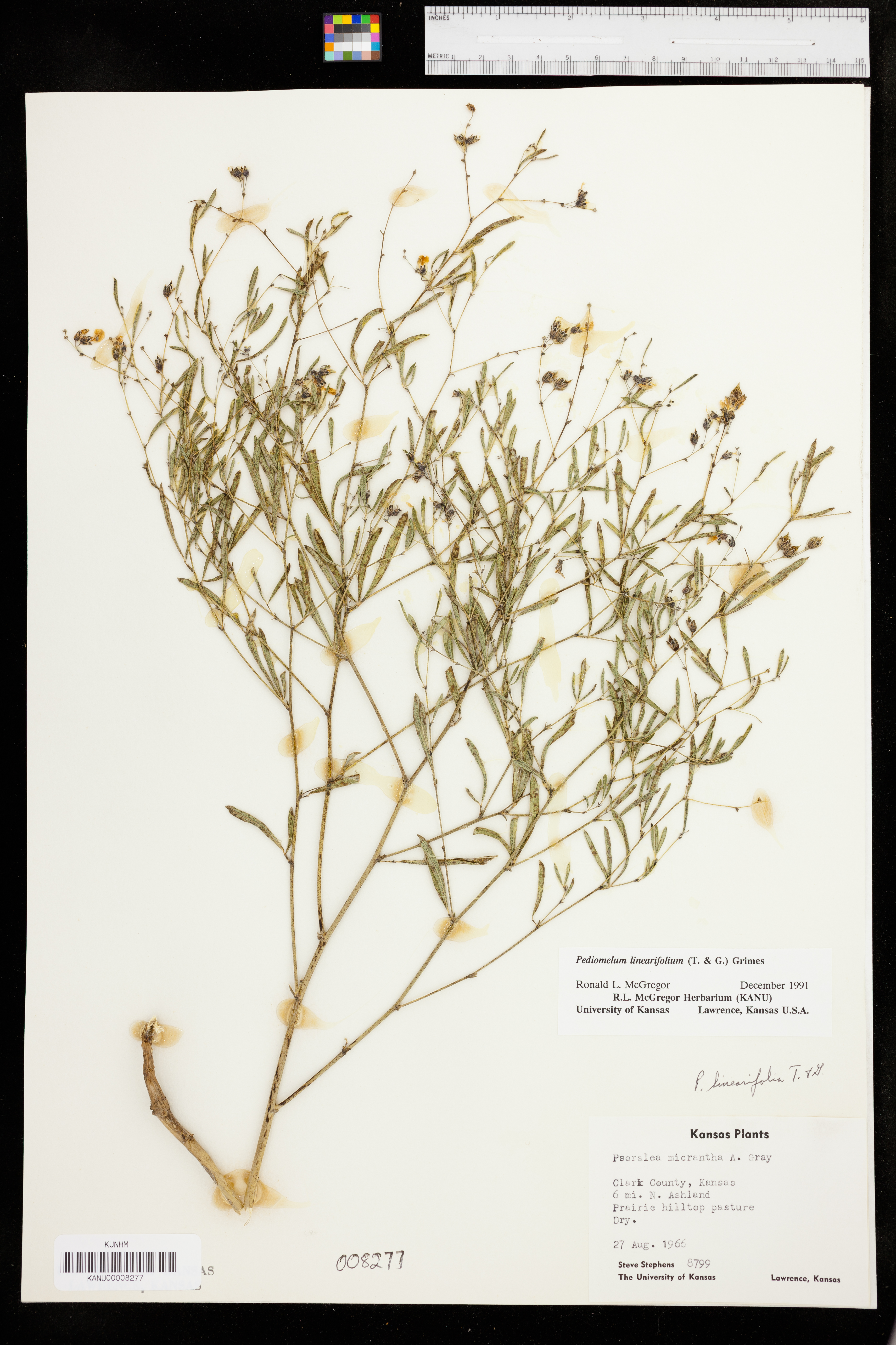 Pediomelum linearifolium image